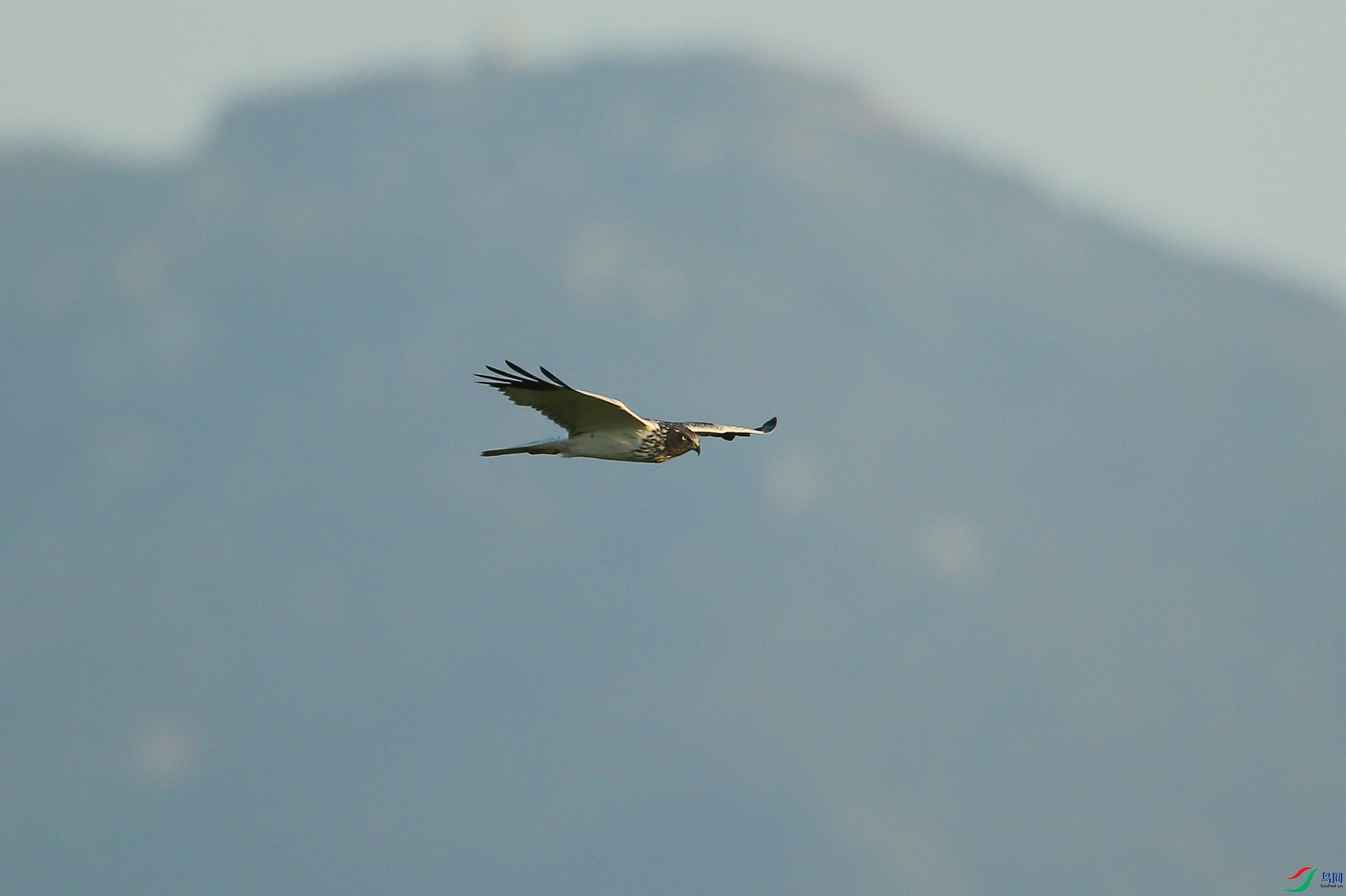 Picture 15115680.jpg