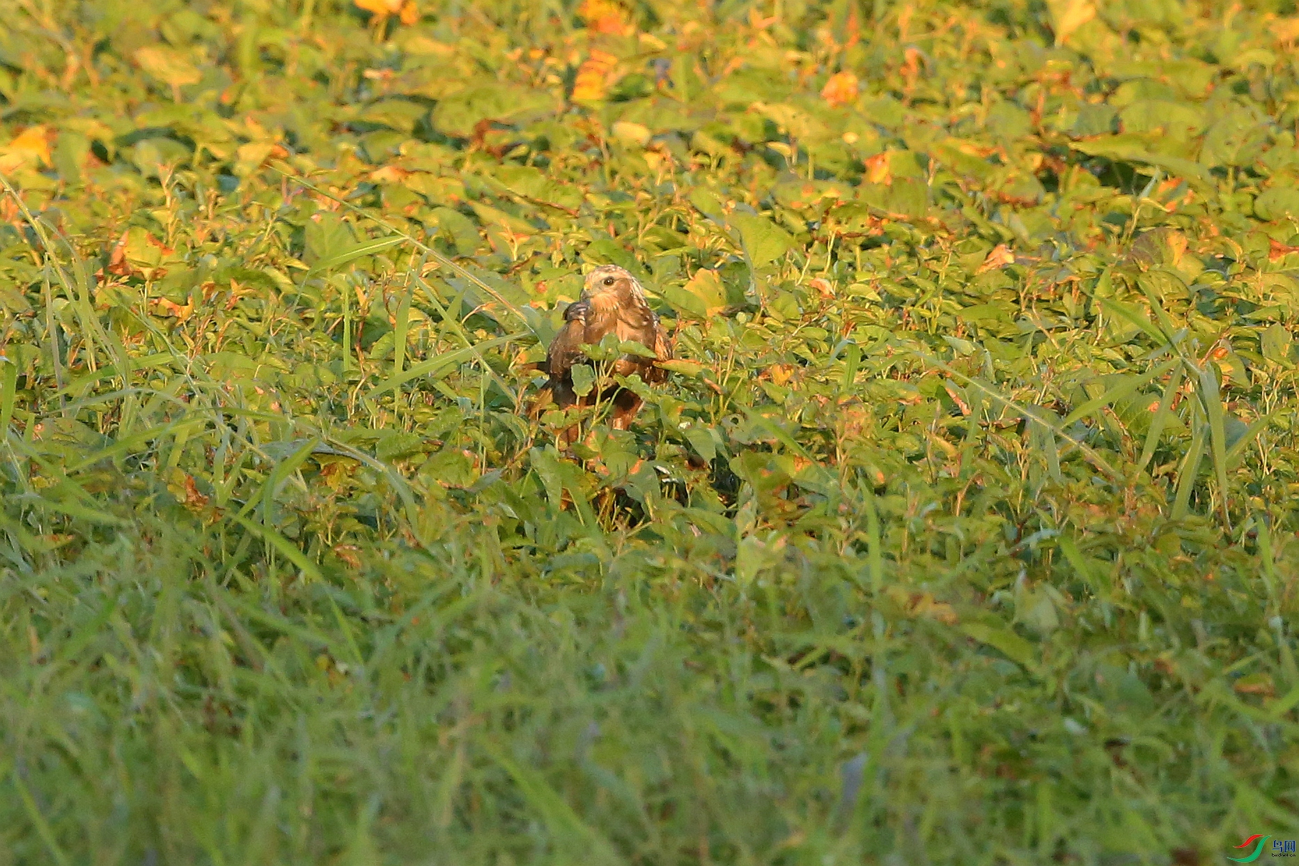 Picture 15685680.jpg