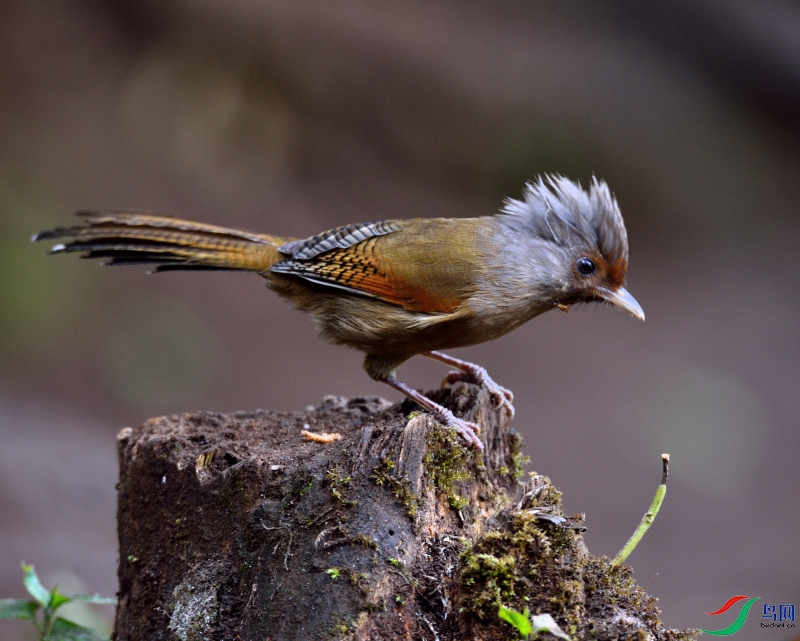 DSC_6659.JPG