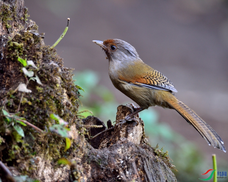 DSC_6662.JPG