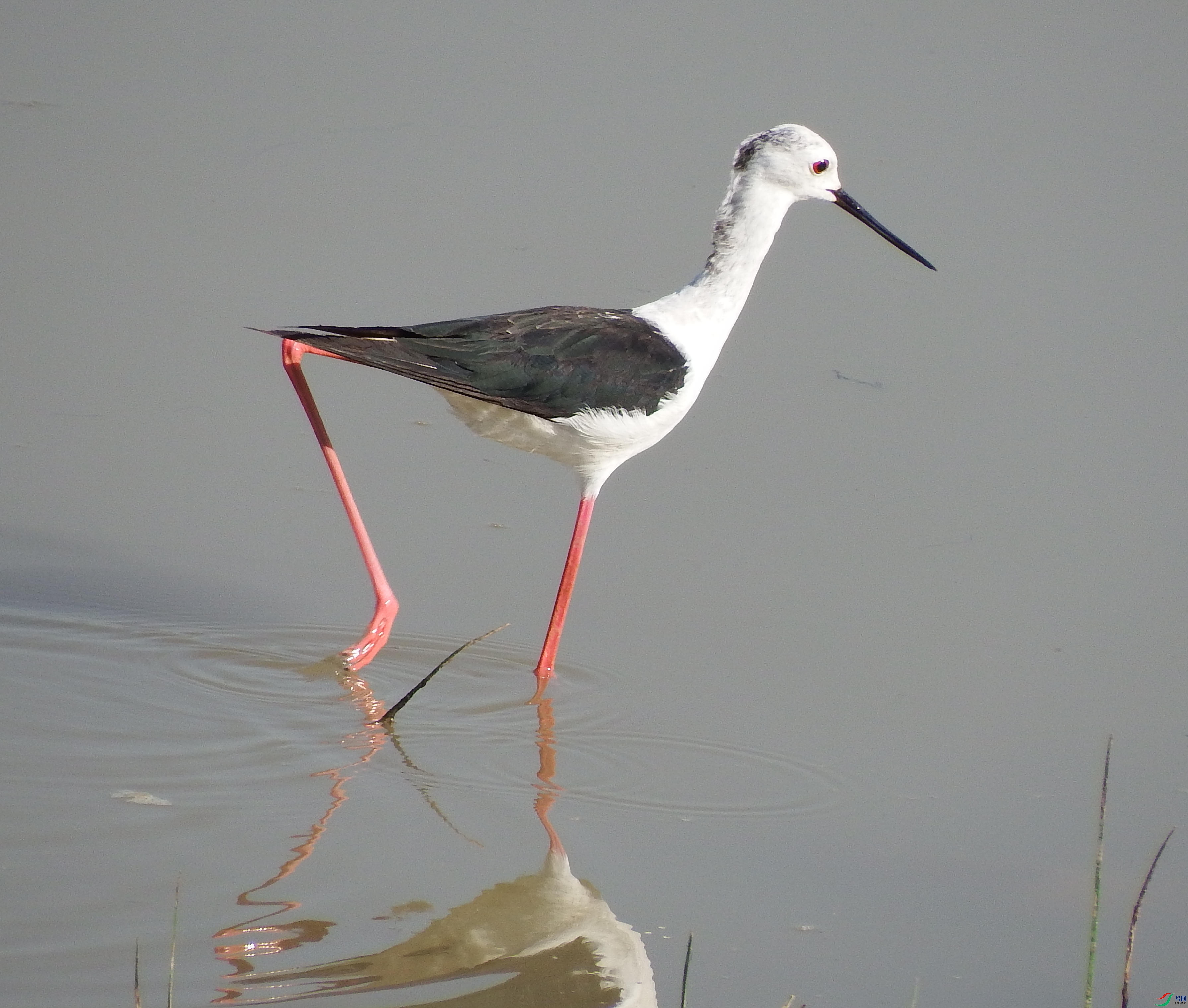 Himantopus himantopus_�ڳ᳤����_�γ���_ɽ��ʡ������_2015��08��12��.jpg