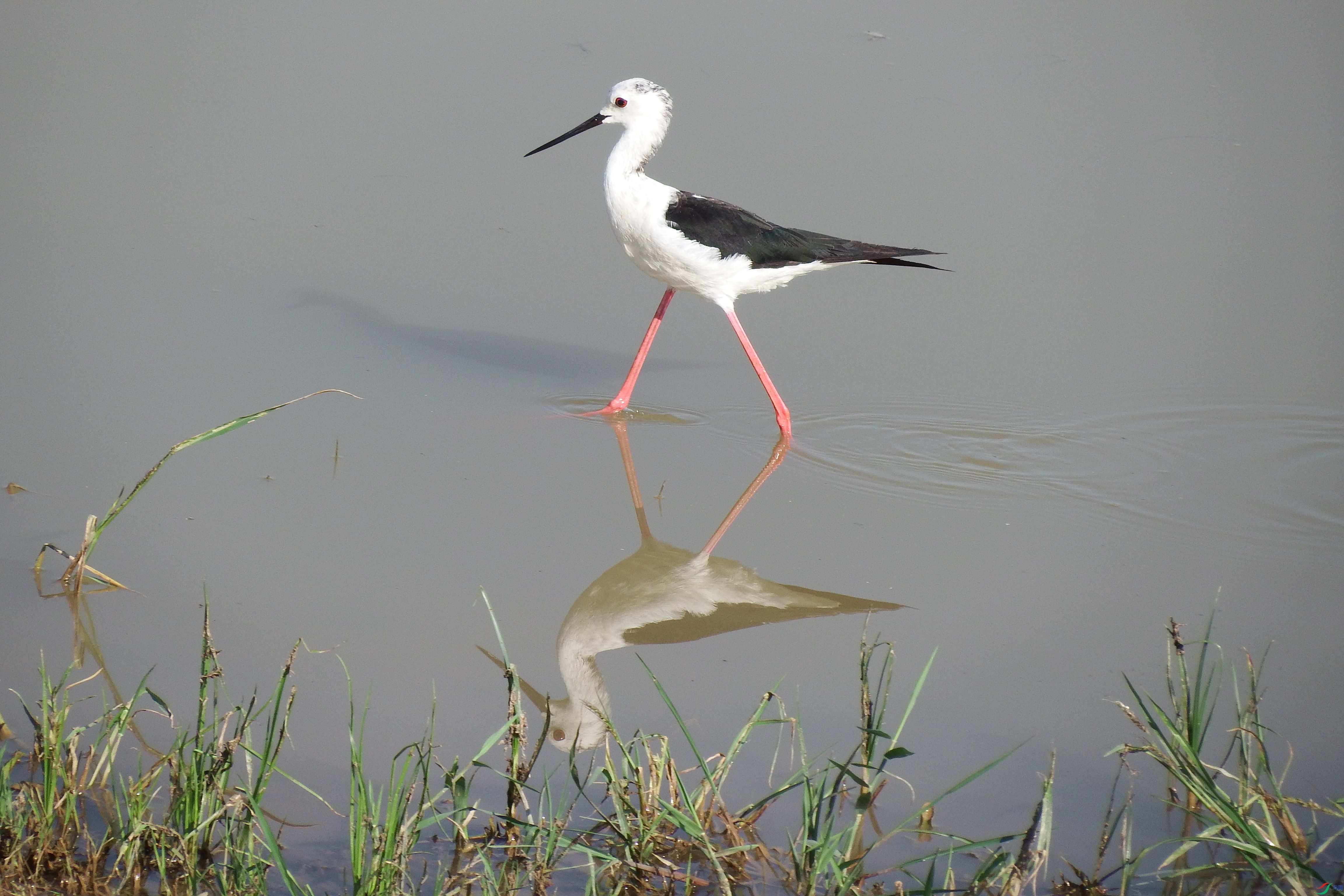 Himantopus himantopus_�ڳ᳤����_�γ���_ɽ��ʡ������_2015��08��12�� (2).jpg