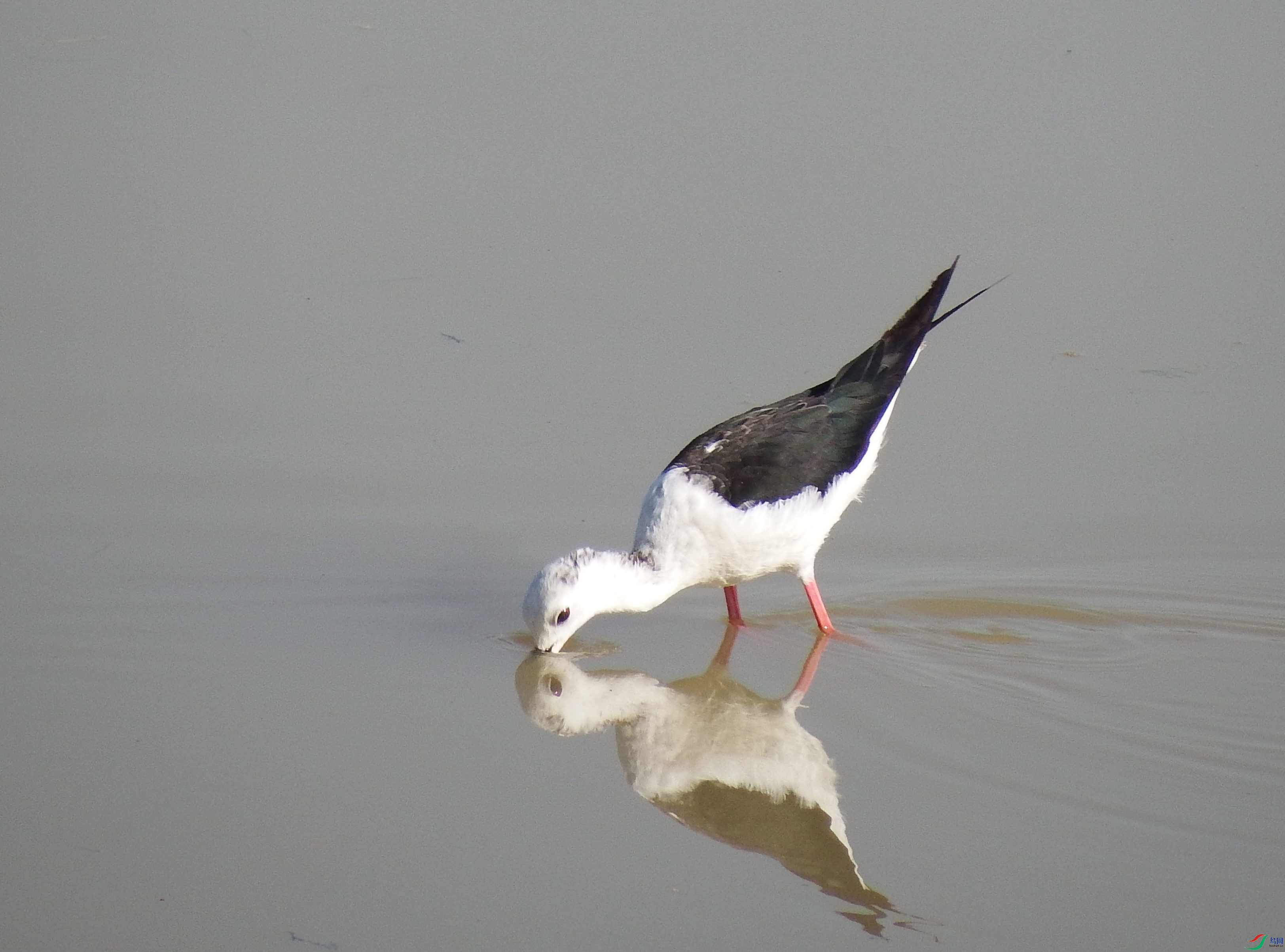 Himantopus himantopus_�ڳ᳤����_�γ���_ɽ��ʡ������_2015��08��12�� (1).jpg