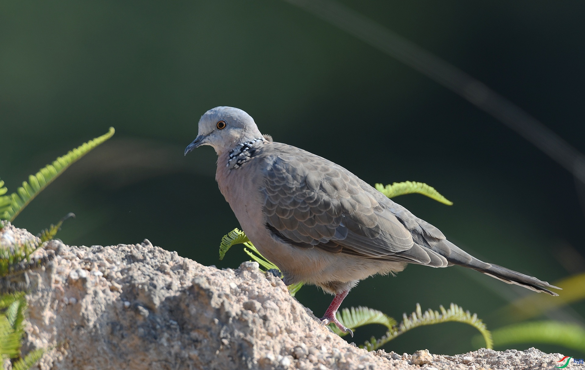 DSC_3824.jpg