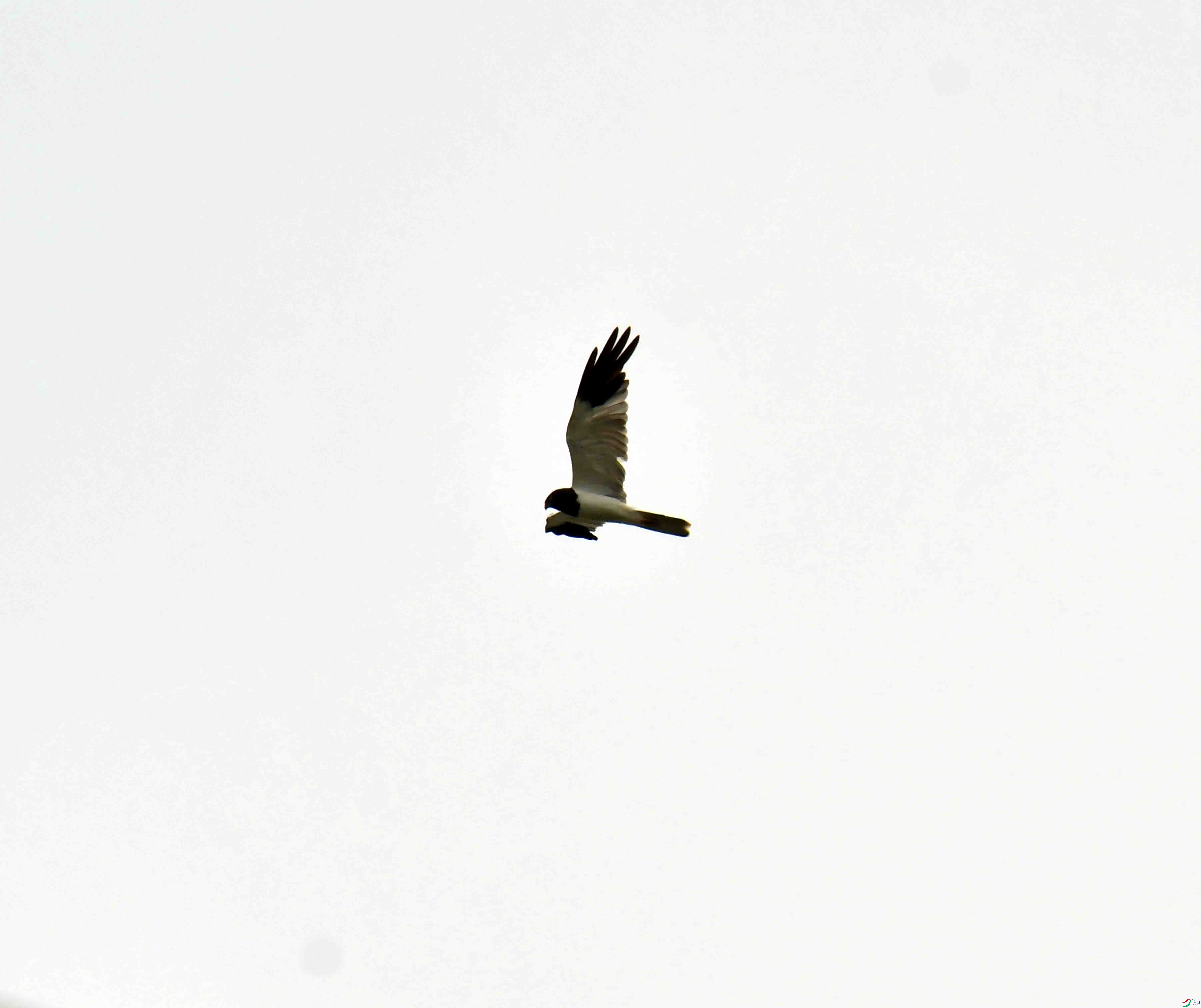 DSC_4431.JPG