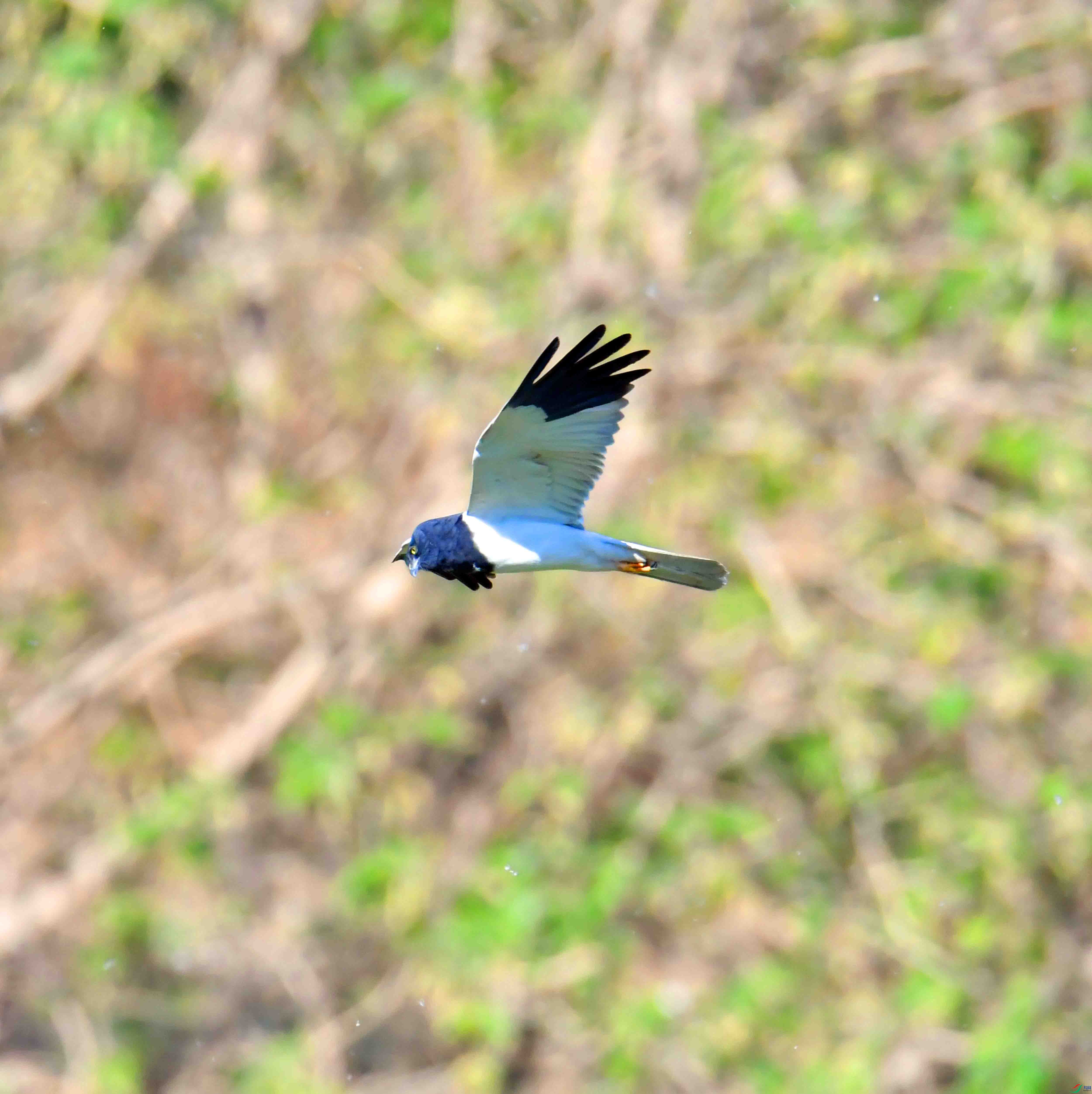 DSC_6344.JPG