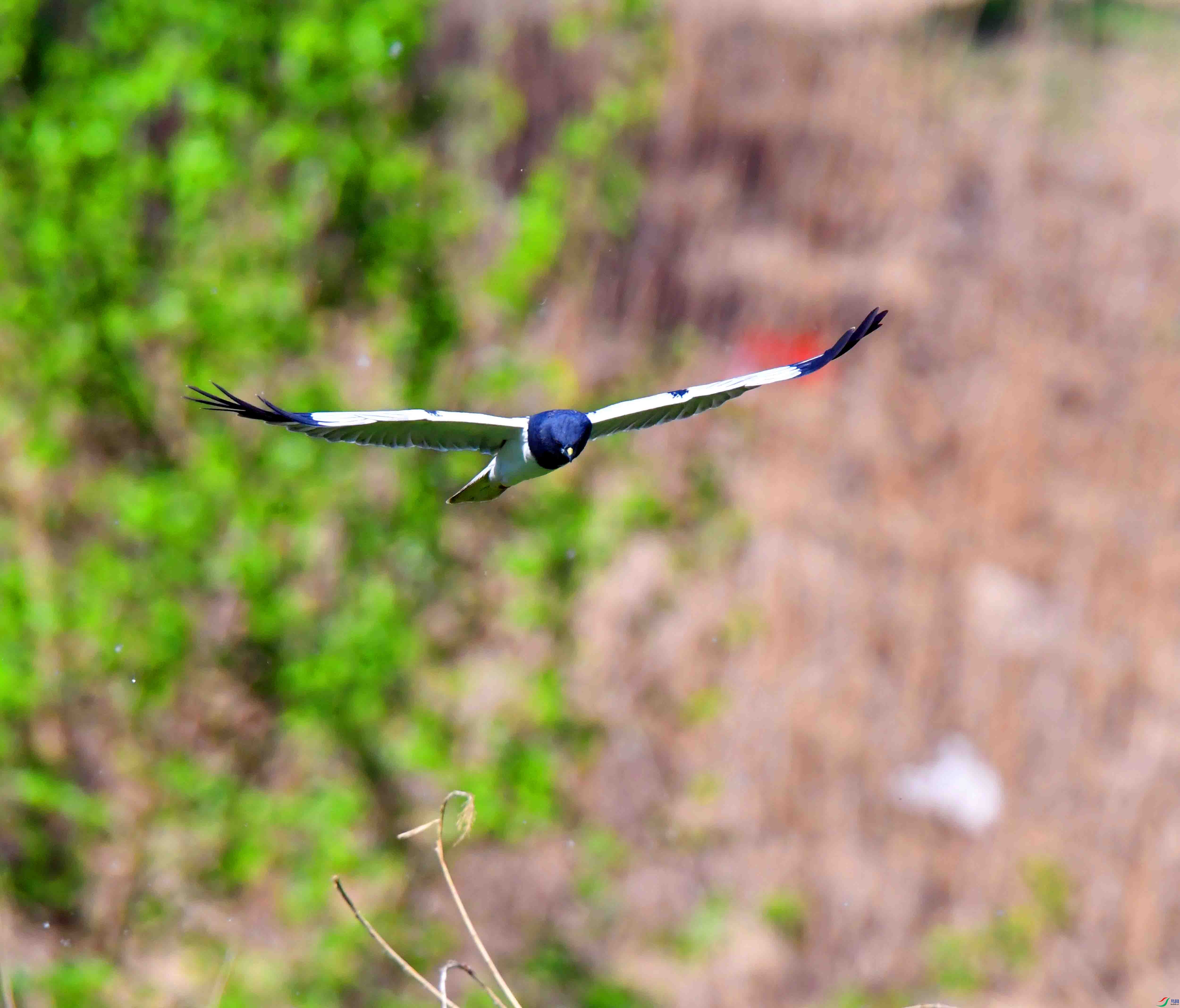 DSC_6354.JPG
