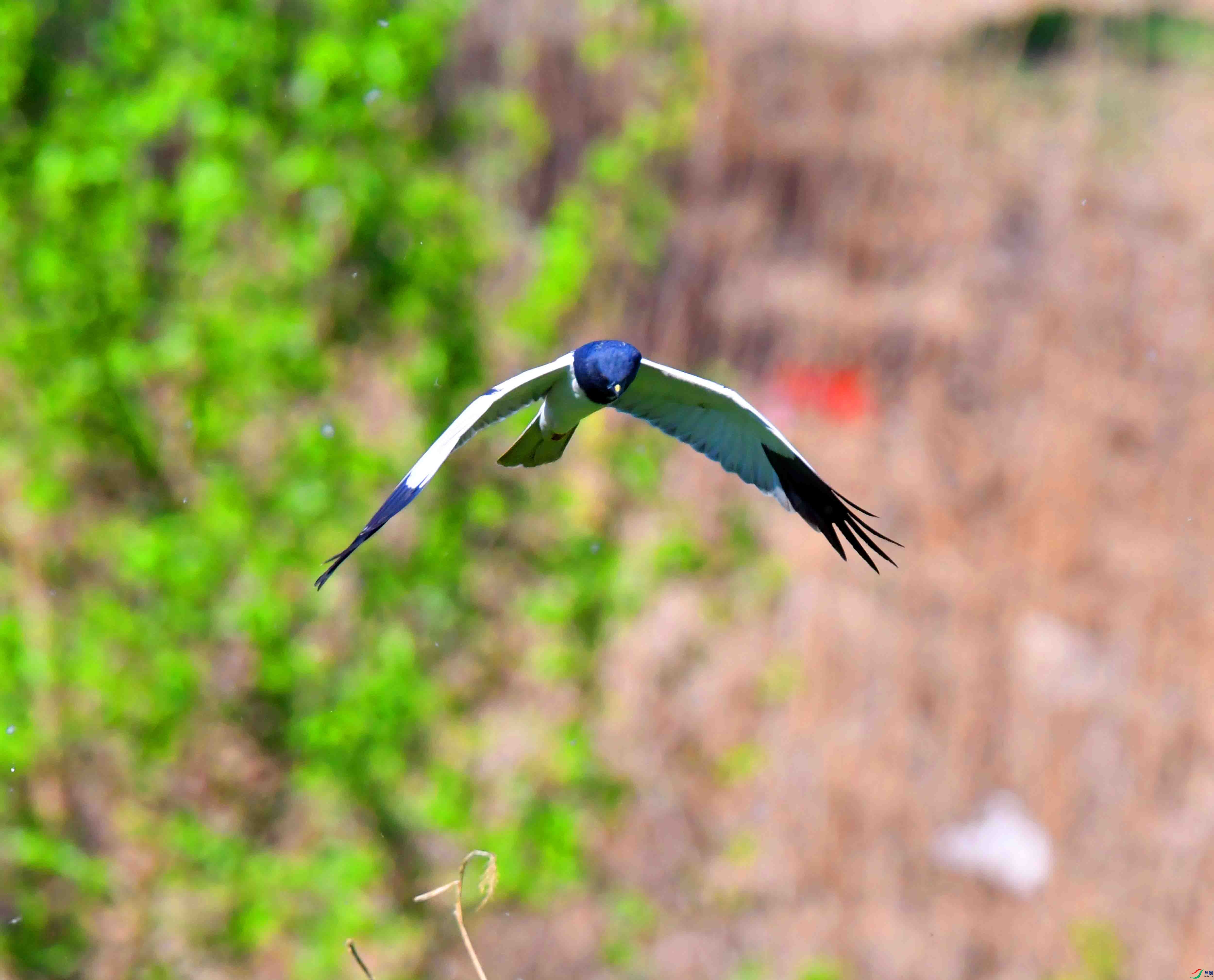 DSC_6355.JPG