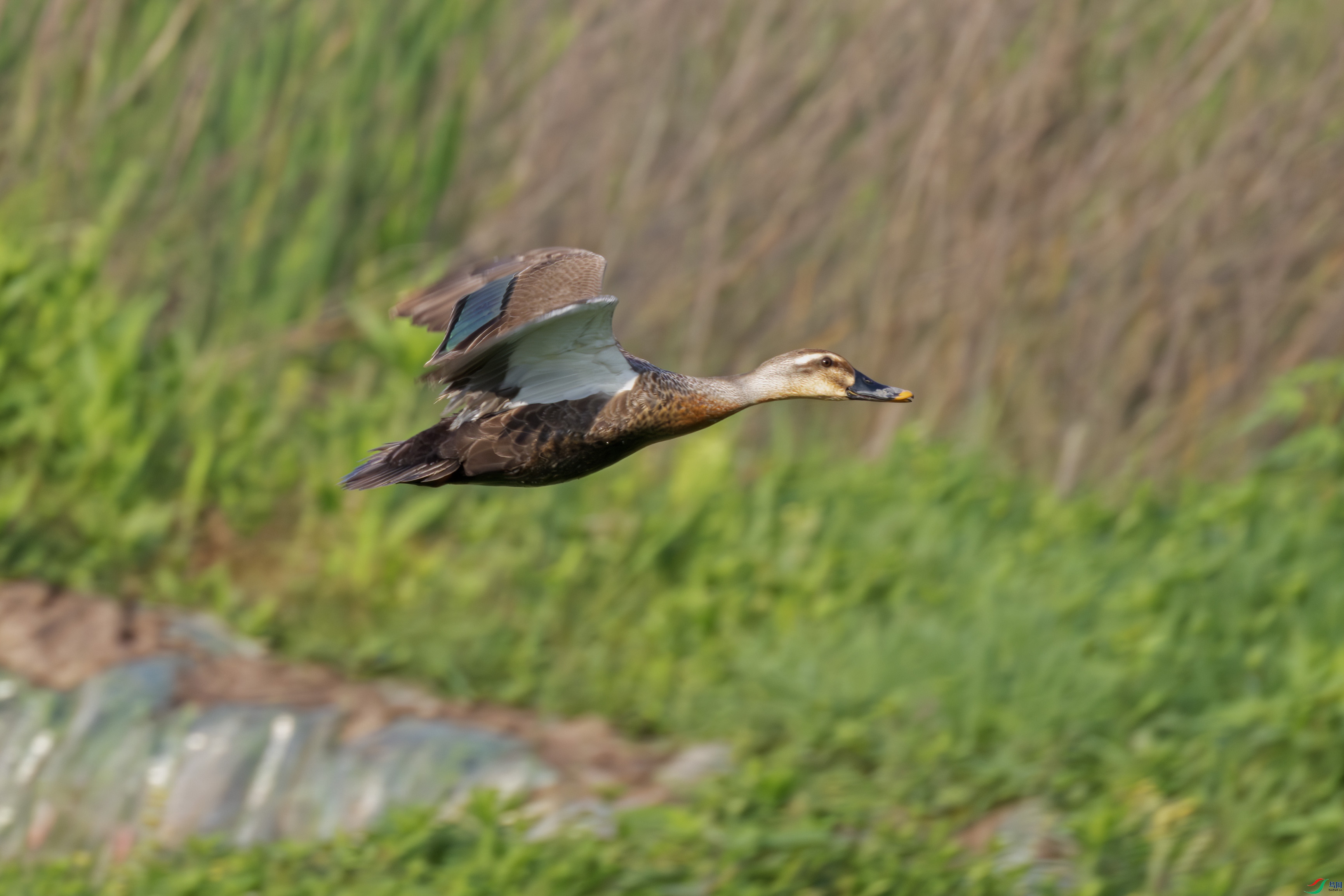 2I1A2838-����ǿ-NR ����.jpg