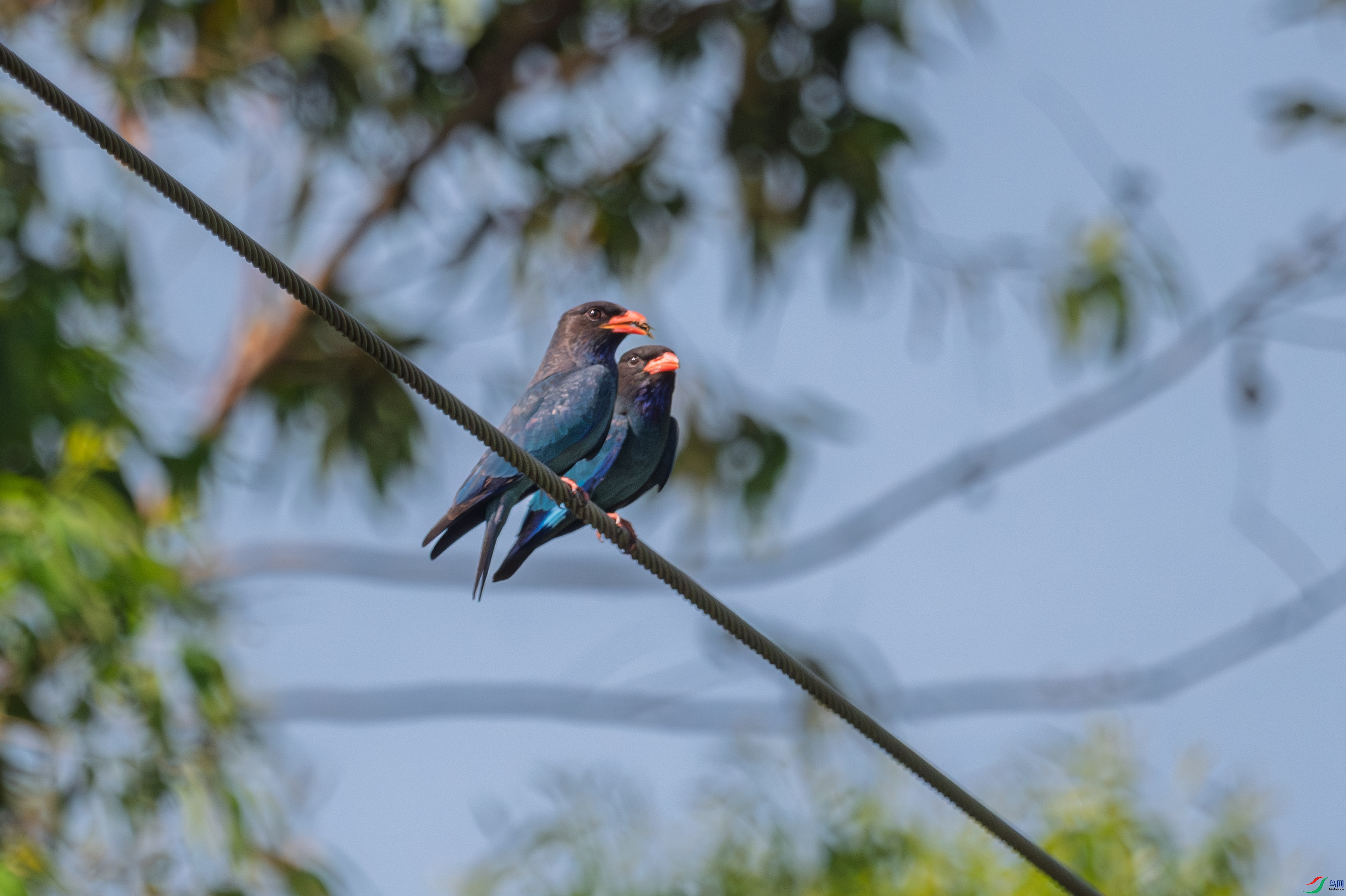 DSC_7159_1.JPG