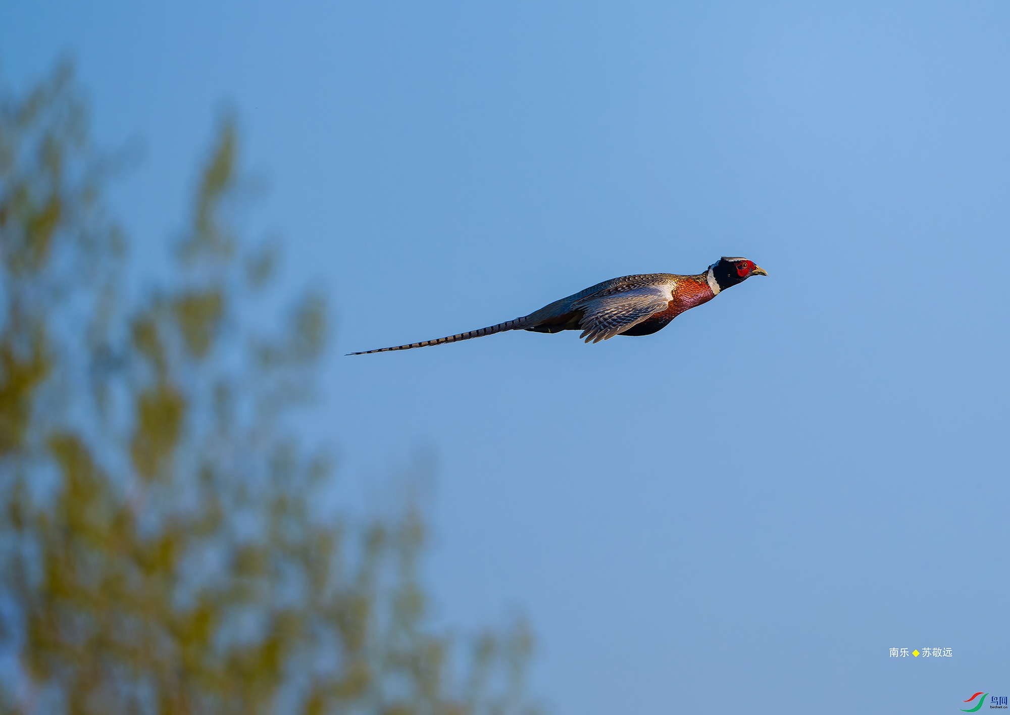 _DSC2316-NEF_DxO_С.jpg