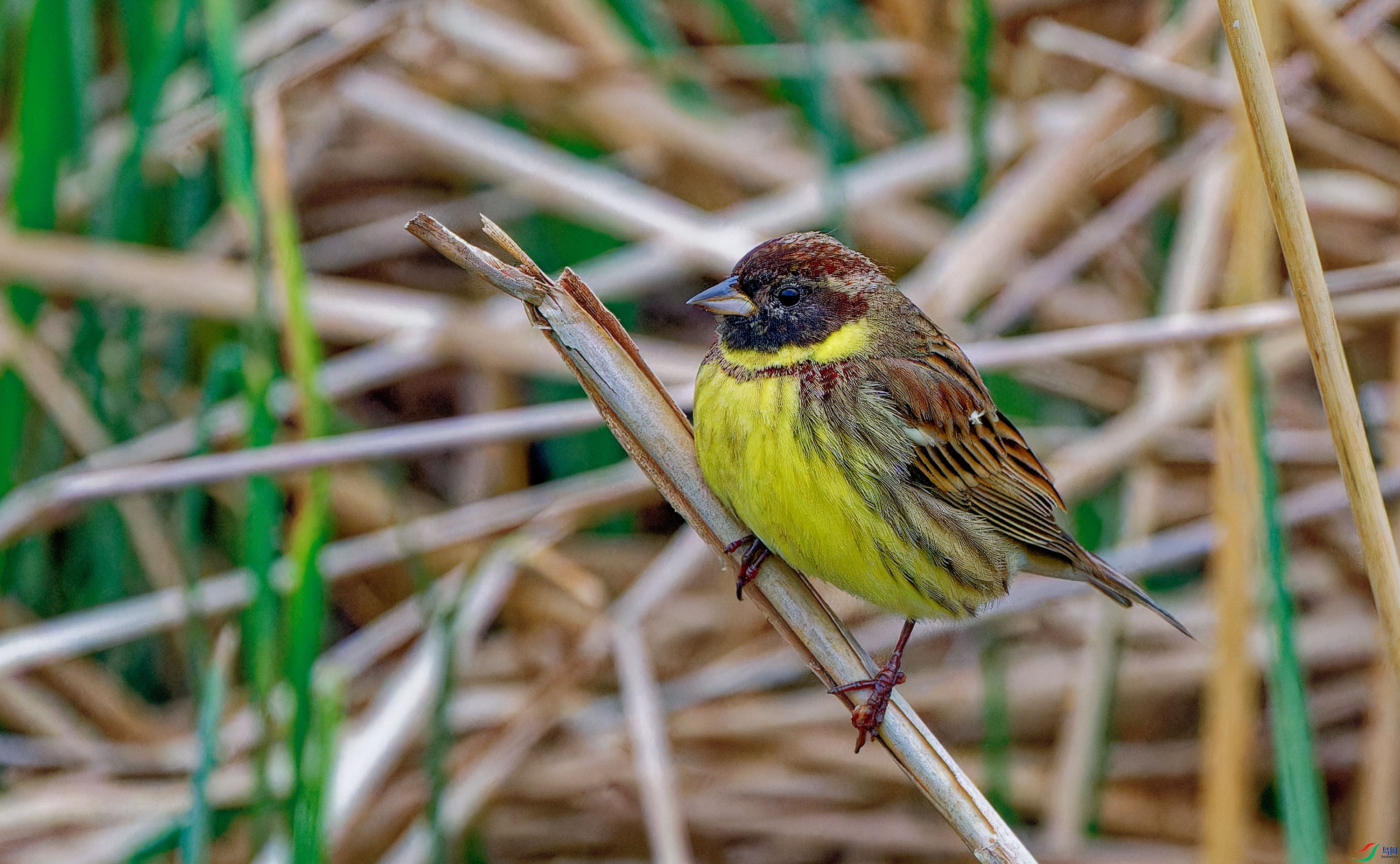 DSC_1769_DxO.jpg