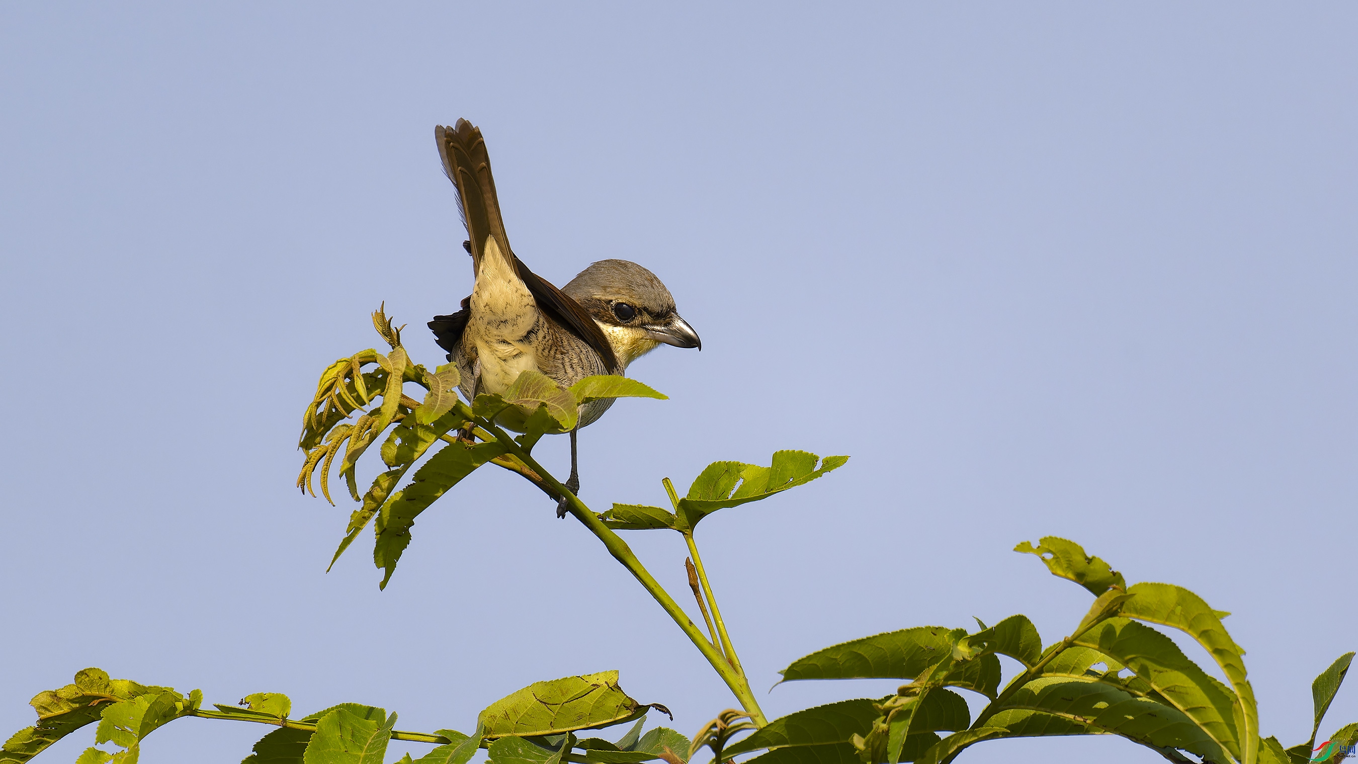 DSC_6159_DxO.jpg