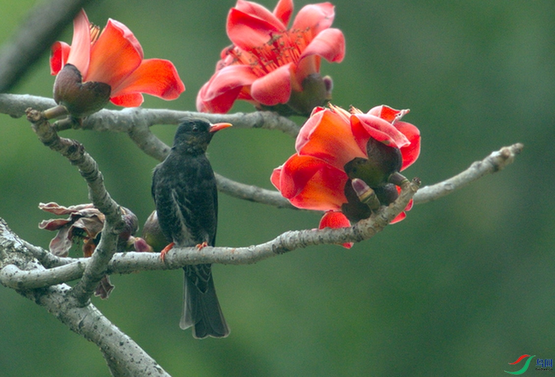 _DSC0000 (2).tifbv_������С.jpg