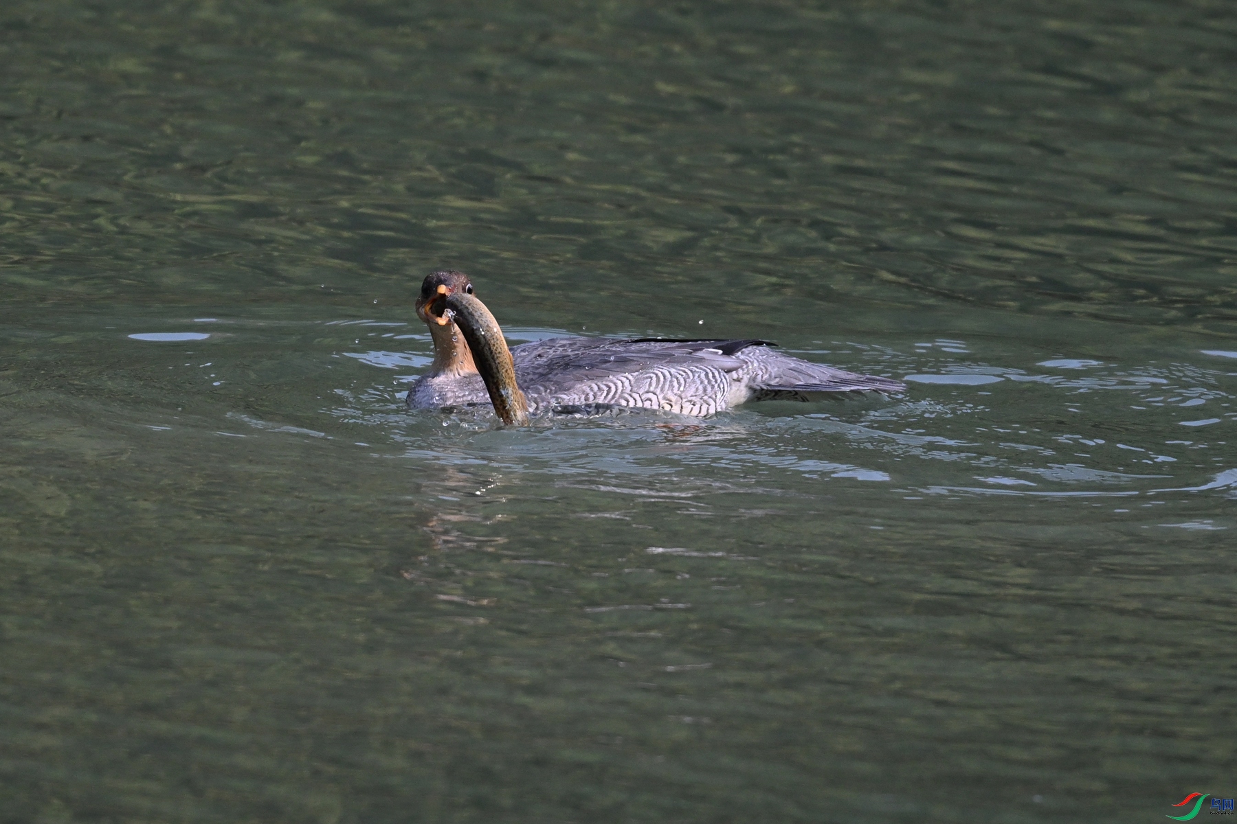 DSC_7664.JPG