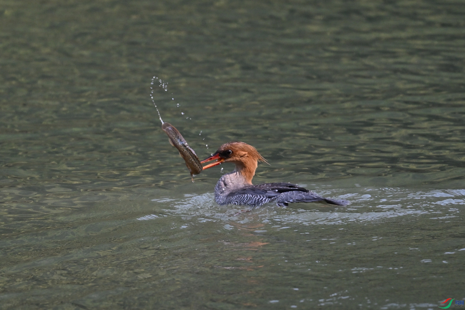 DSC_7652.JPG