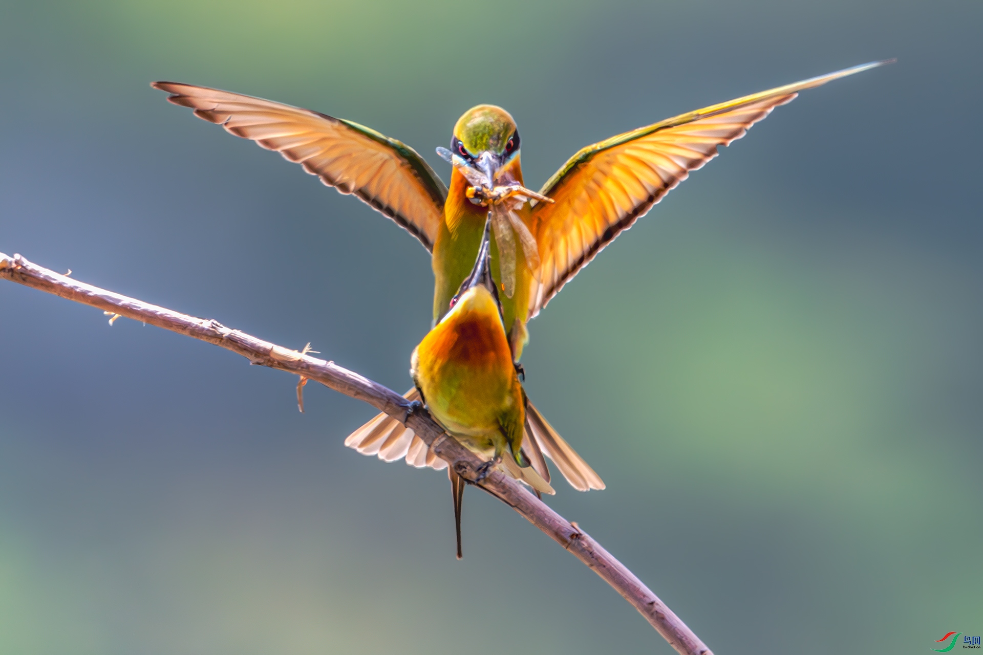 20250515֦ͷ���� (1).jpg