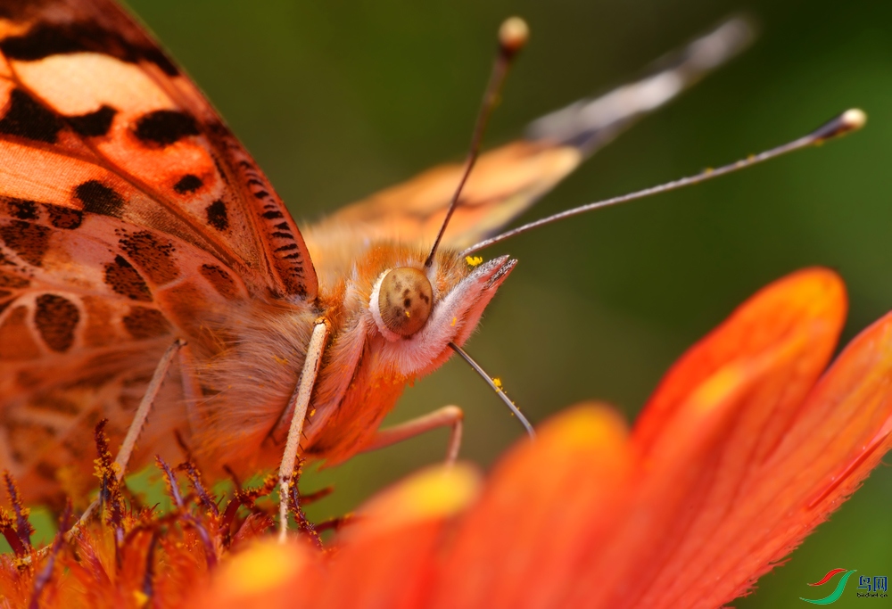 DSC_3213 ����. ����.JPG