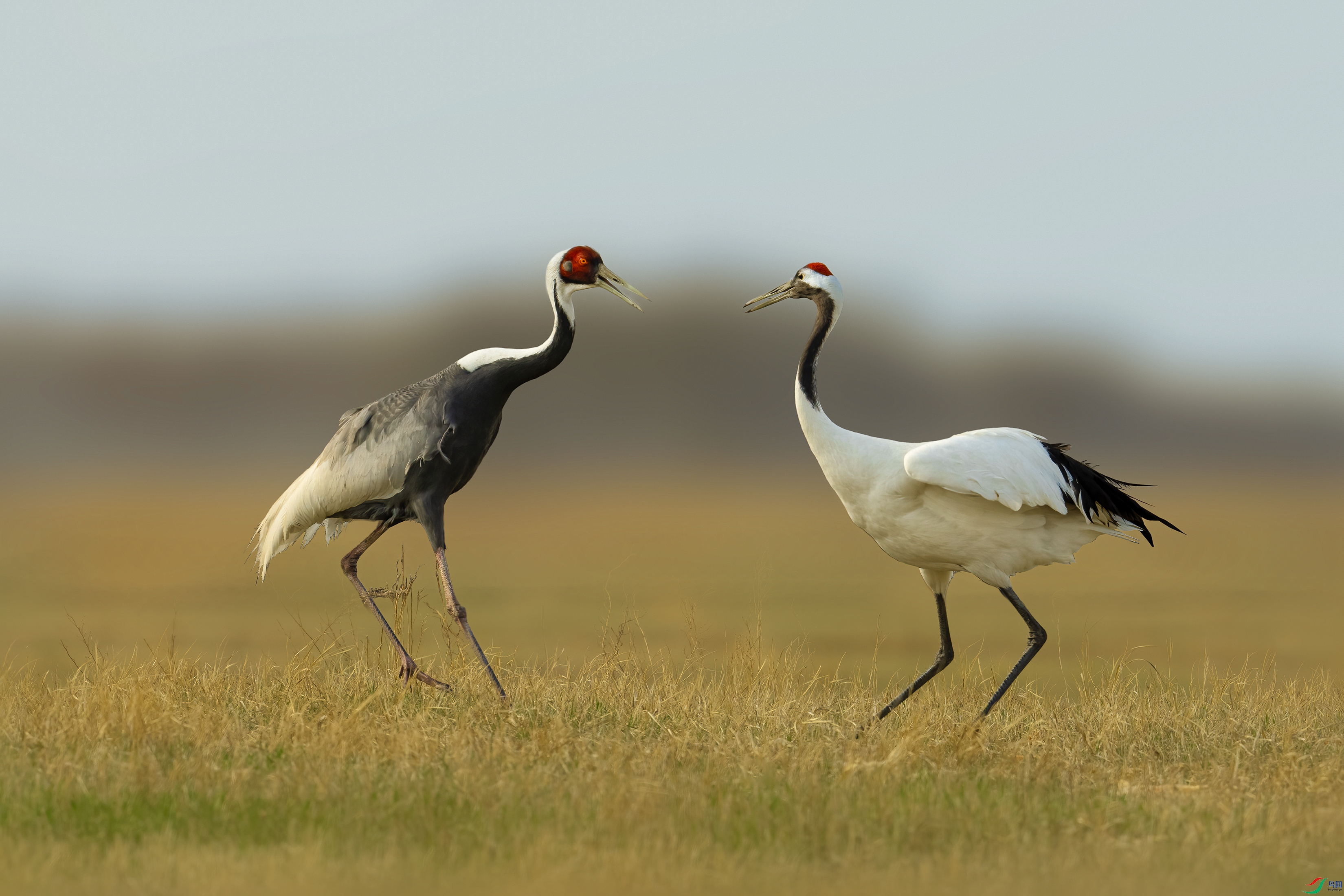 DSC03760 ����.jpg