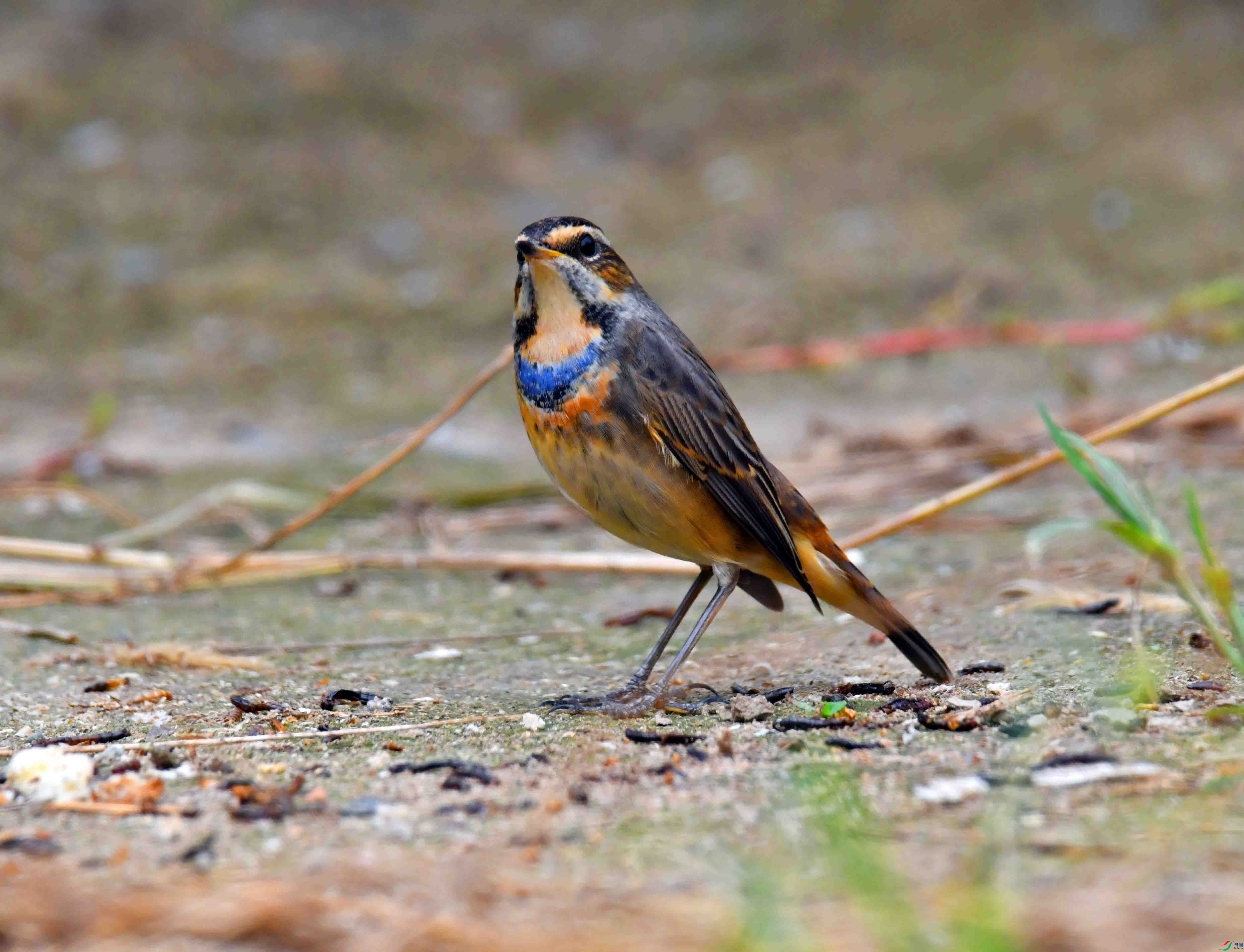 DSC_2239.JPG
