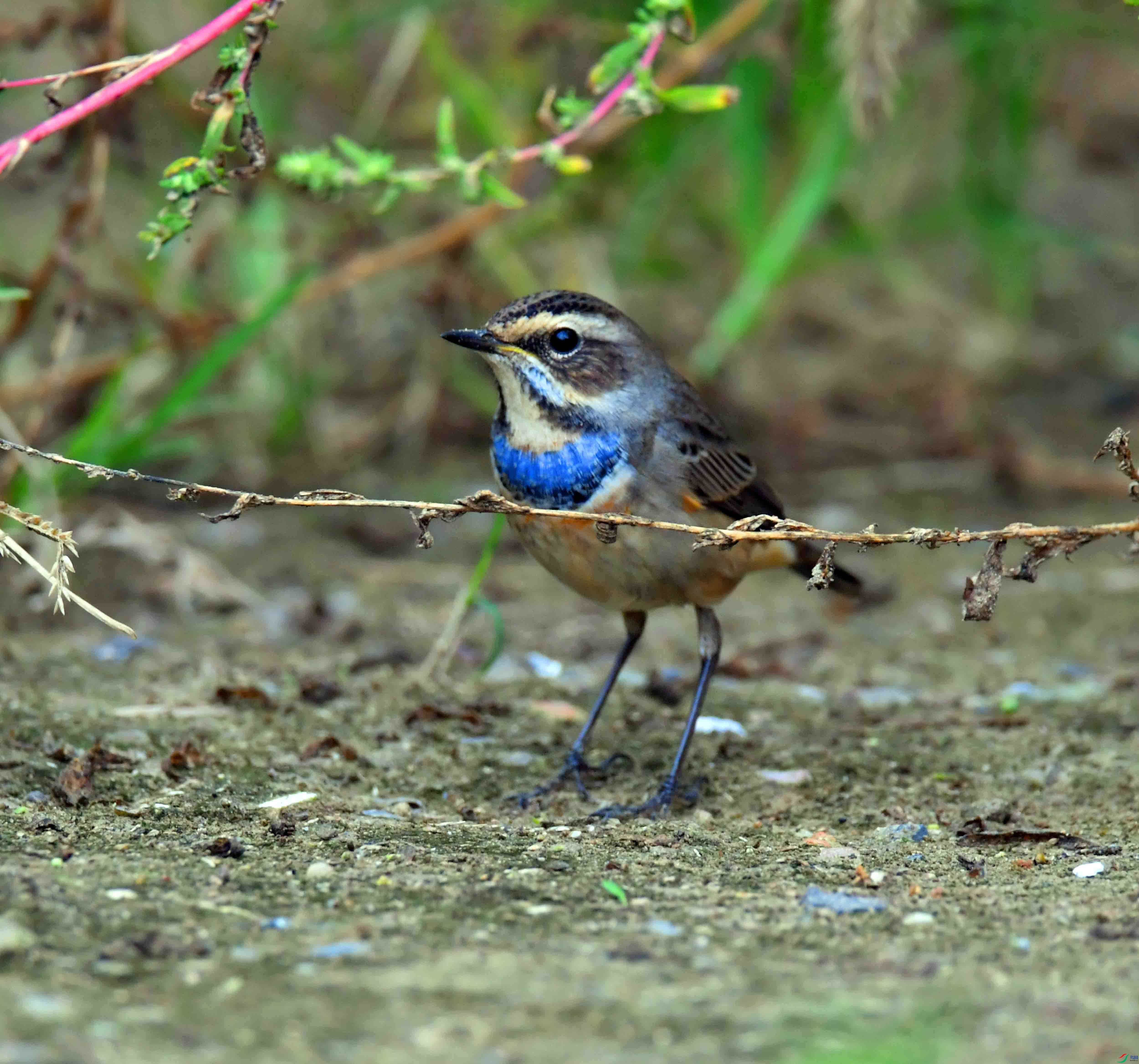DSC_2340.JPG