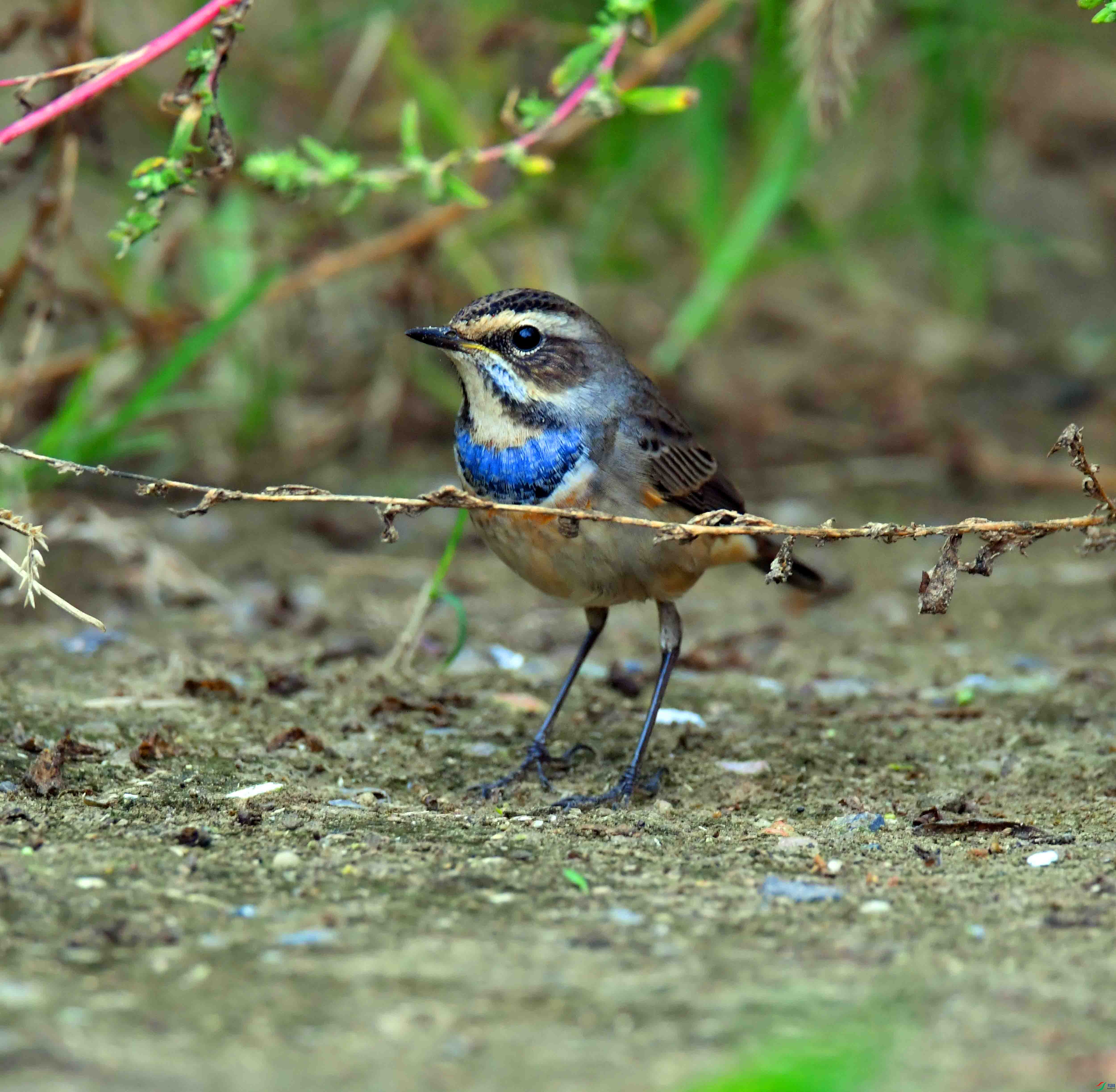 DSC_2341.JPG