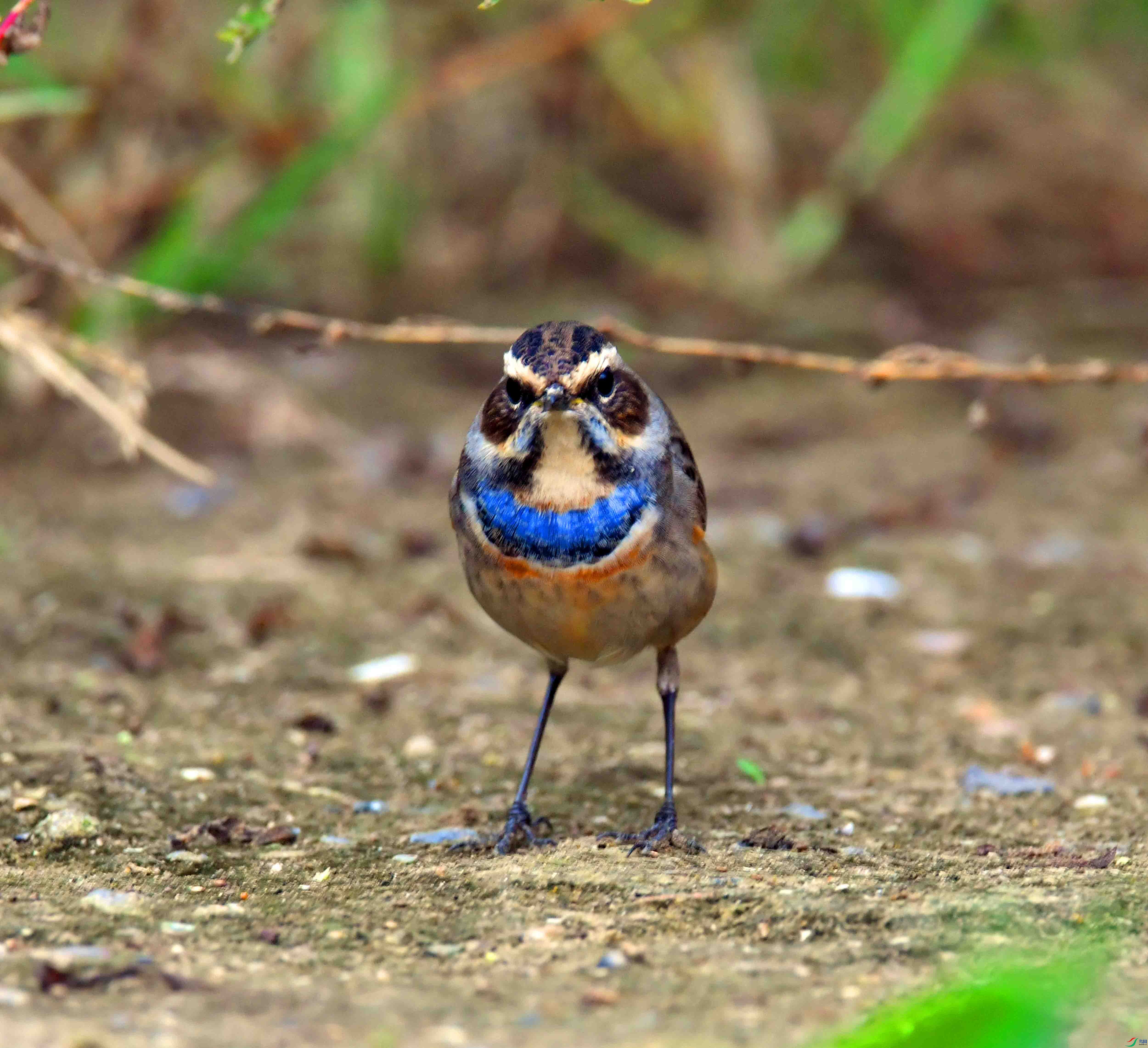 DSC_2342.JPG