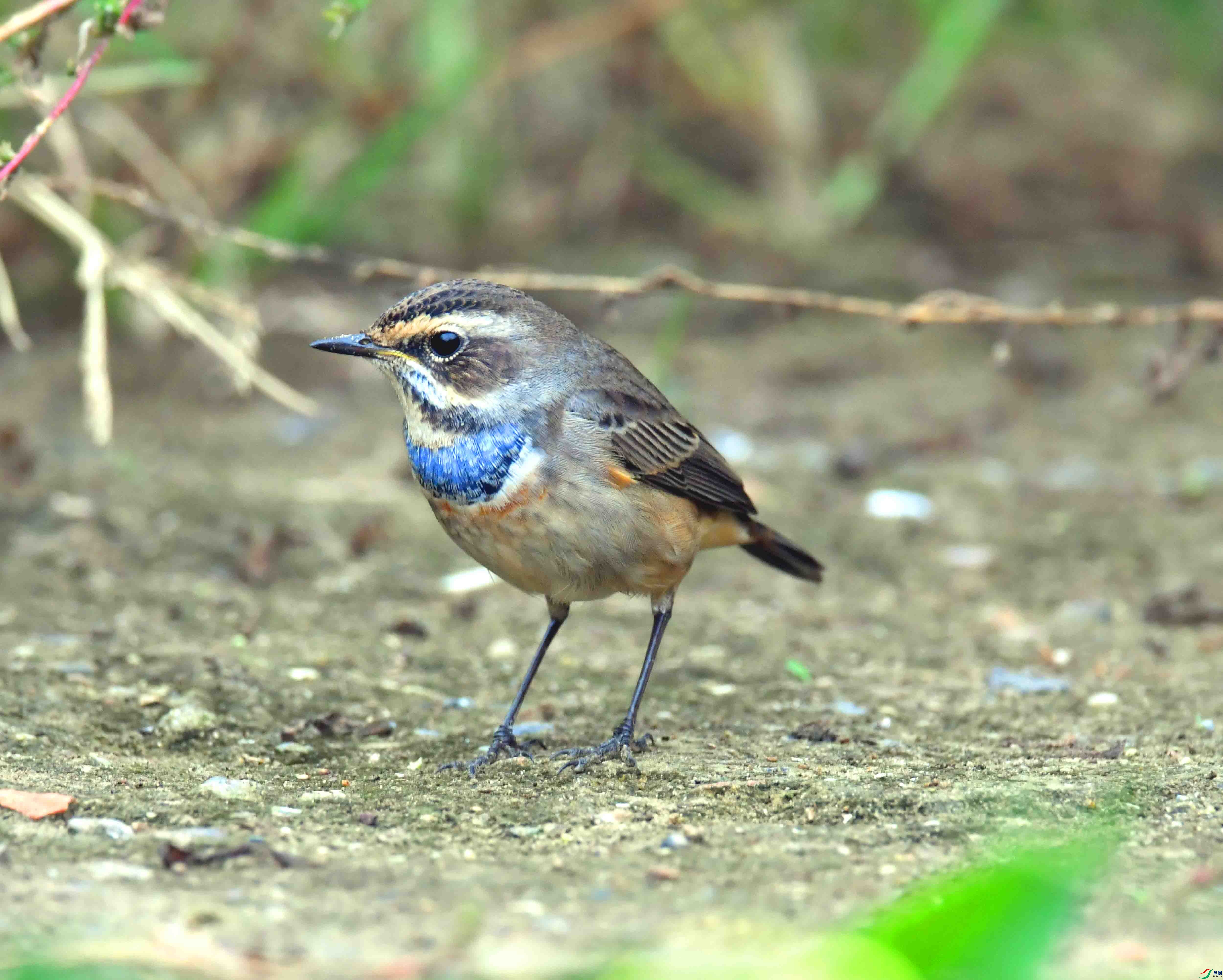 DSC_2344.JPG
