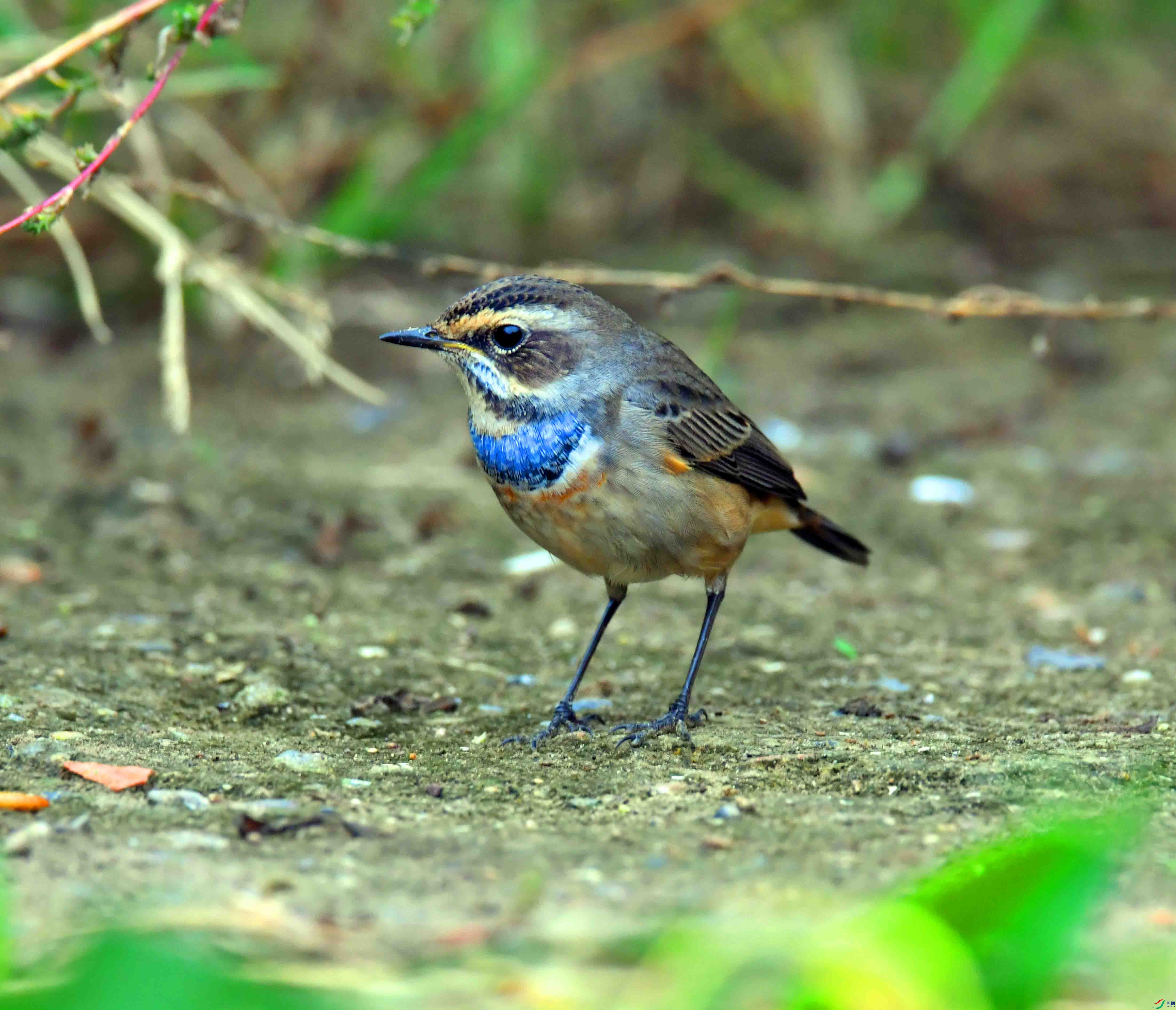 DSC_2345.JPG