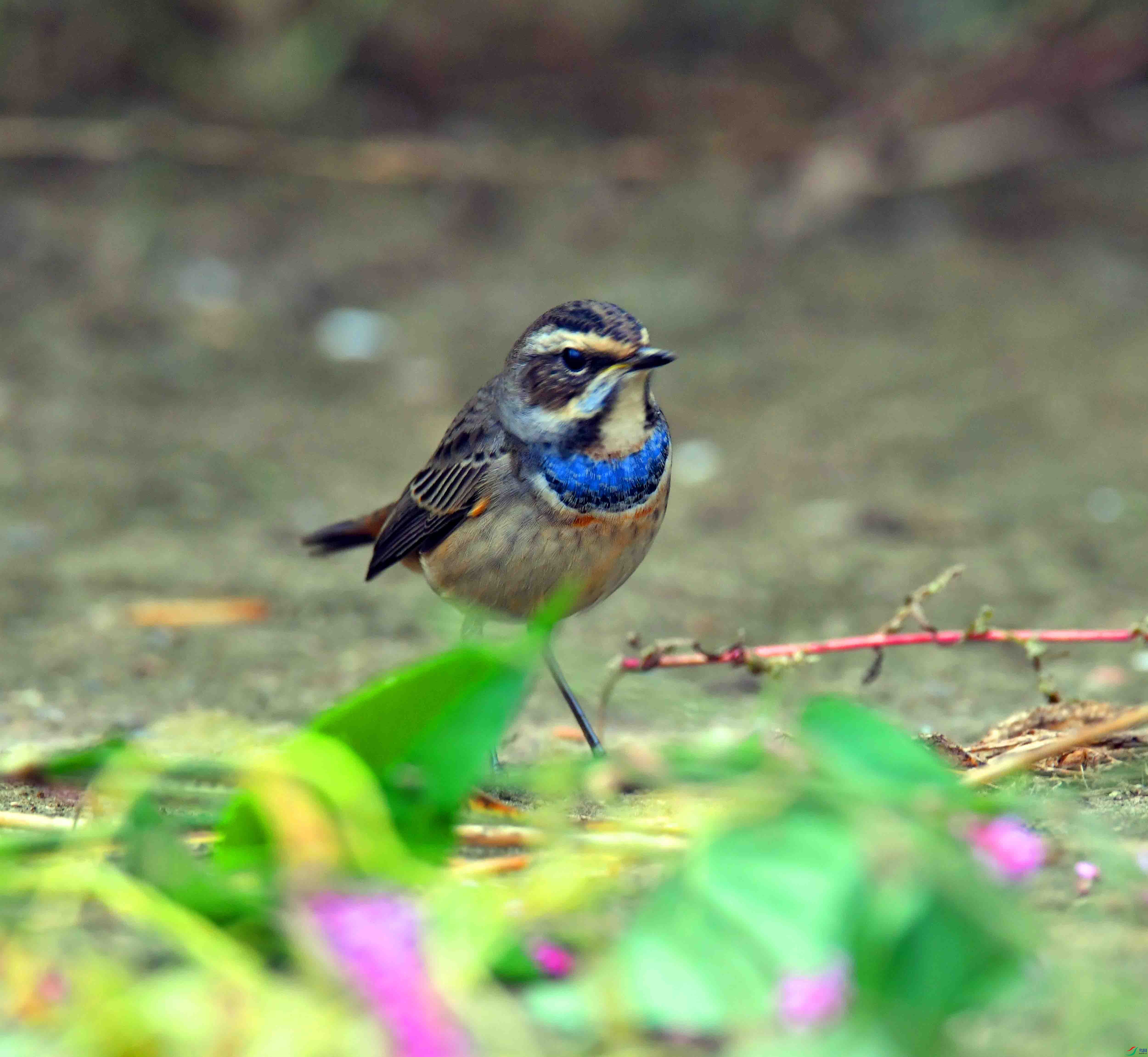 DSC_2348.JPG