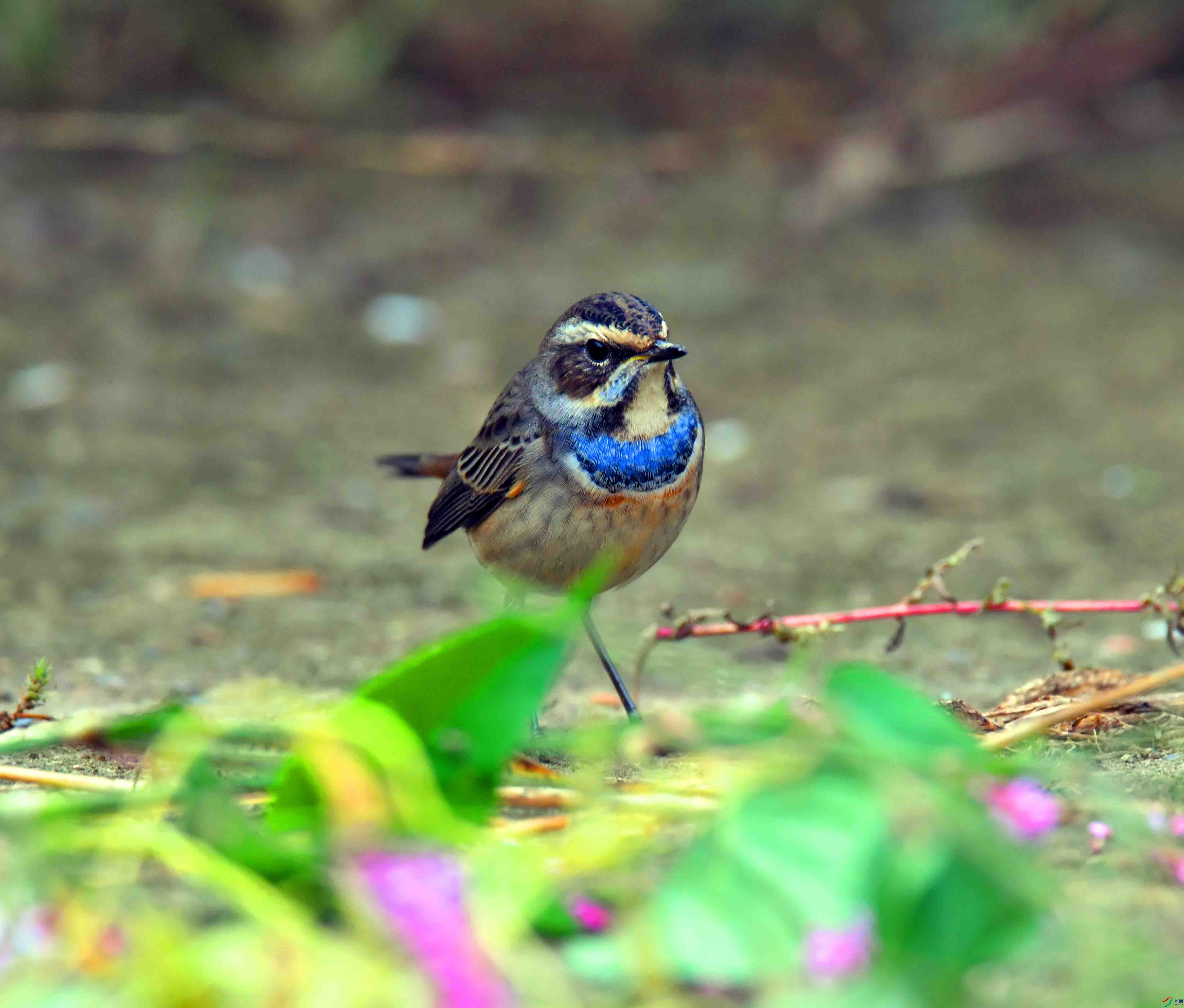 DSC_2349.JPG