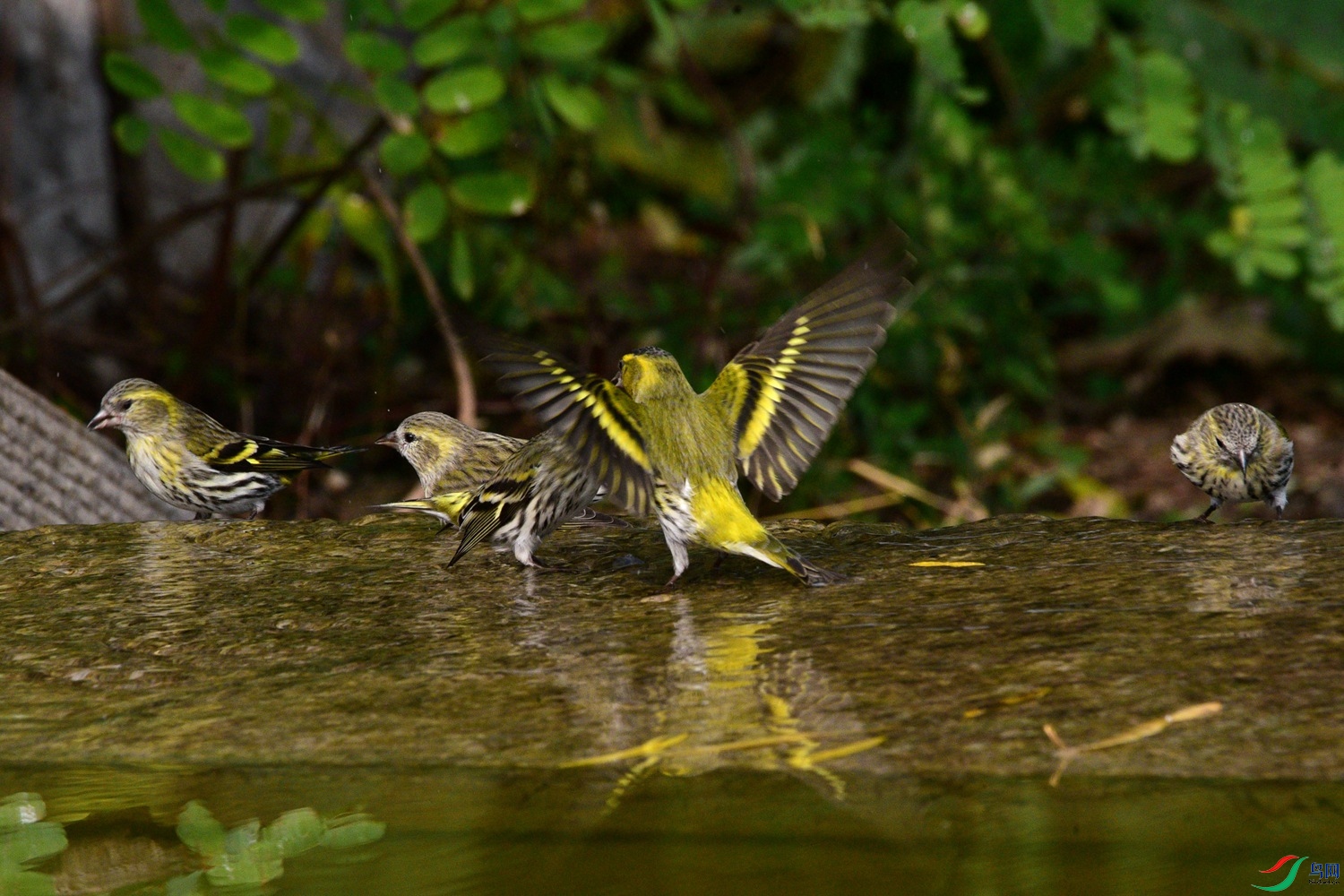DSC_6234.JPG