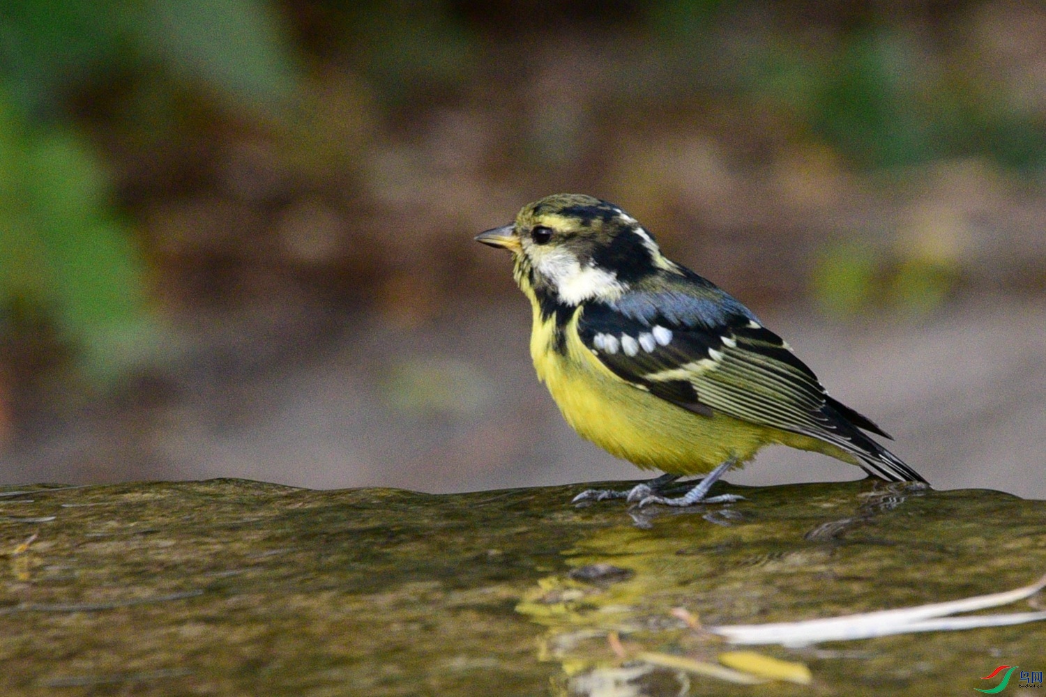 DSC_6525.JPG