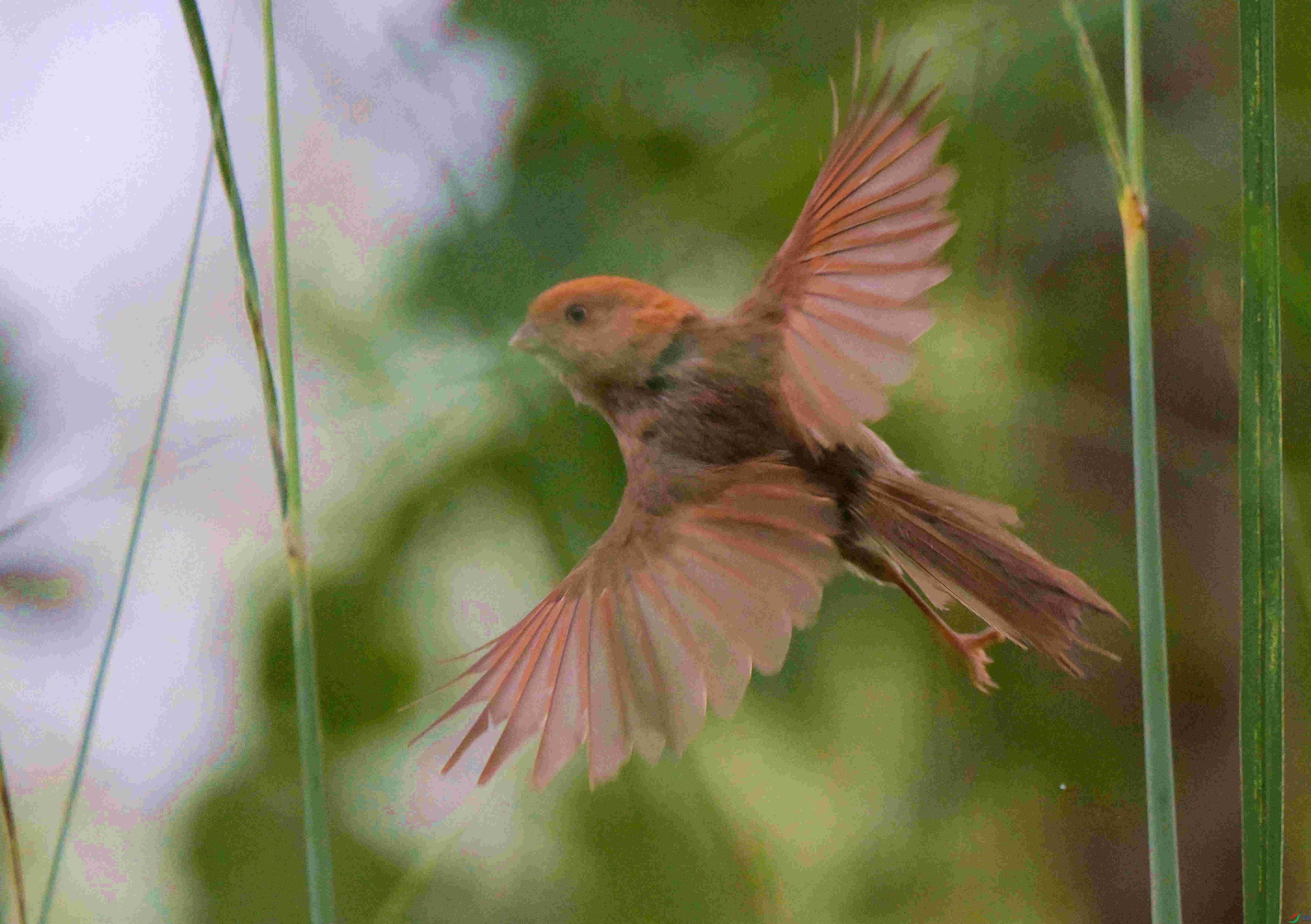 DSC_4972.jpg