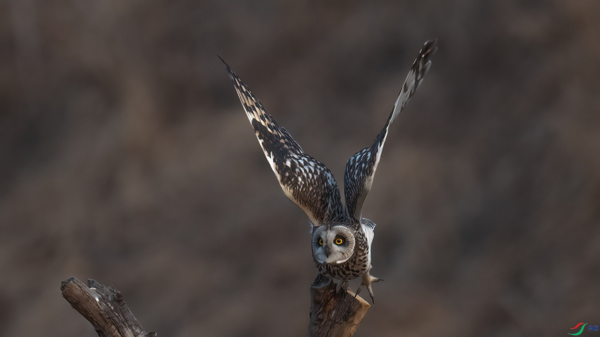 _DSC1454-1x7.jpg