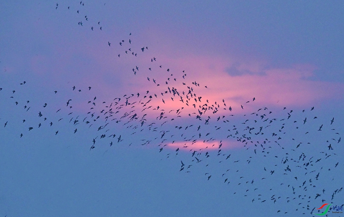 ���˶��Ρ�