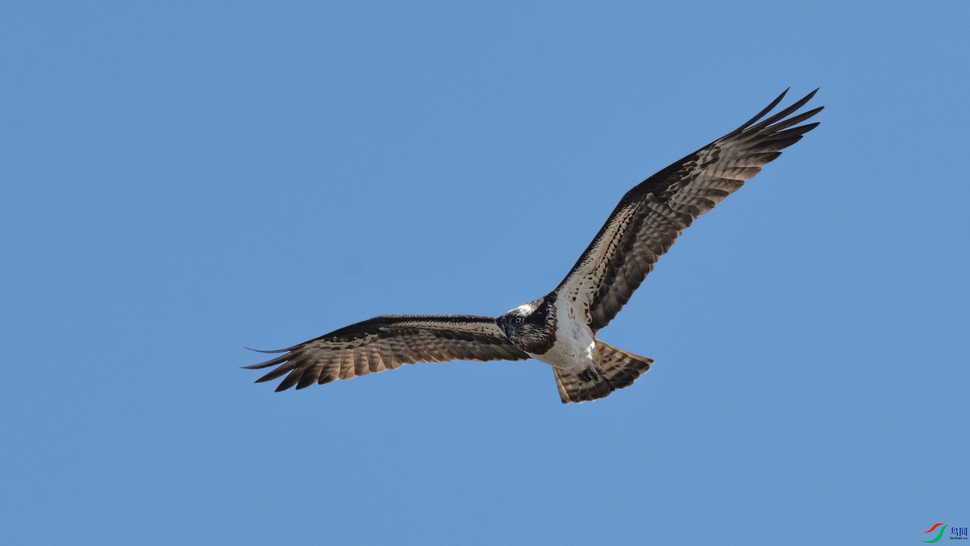 _DSC2343-1x4.jpg