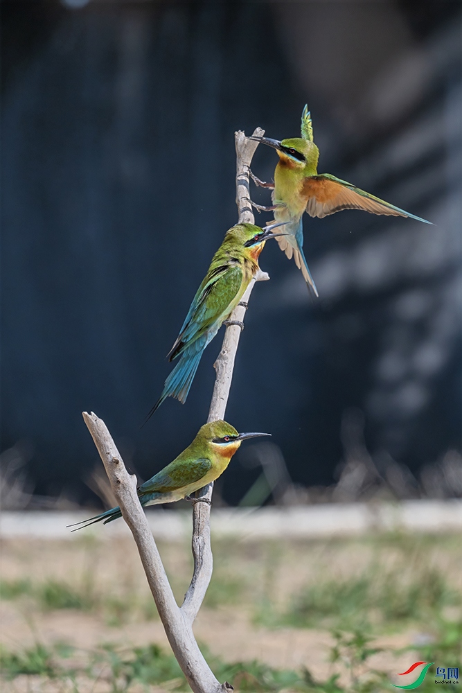 DSC_2183-1.jpg