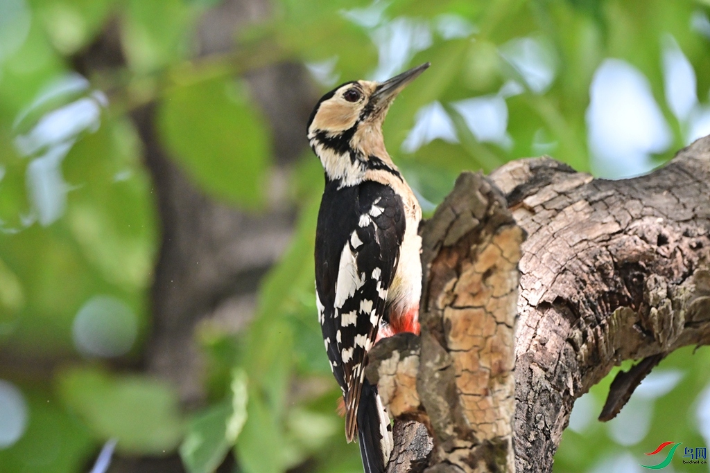 DSC_7367.JPG