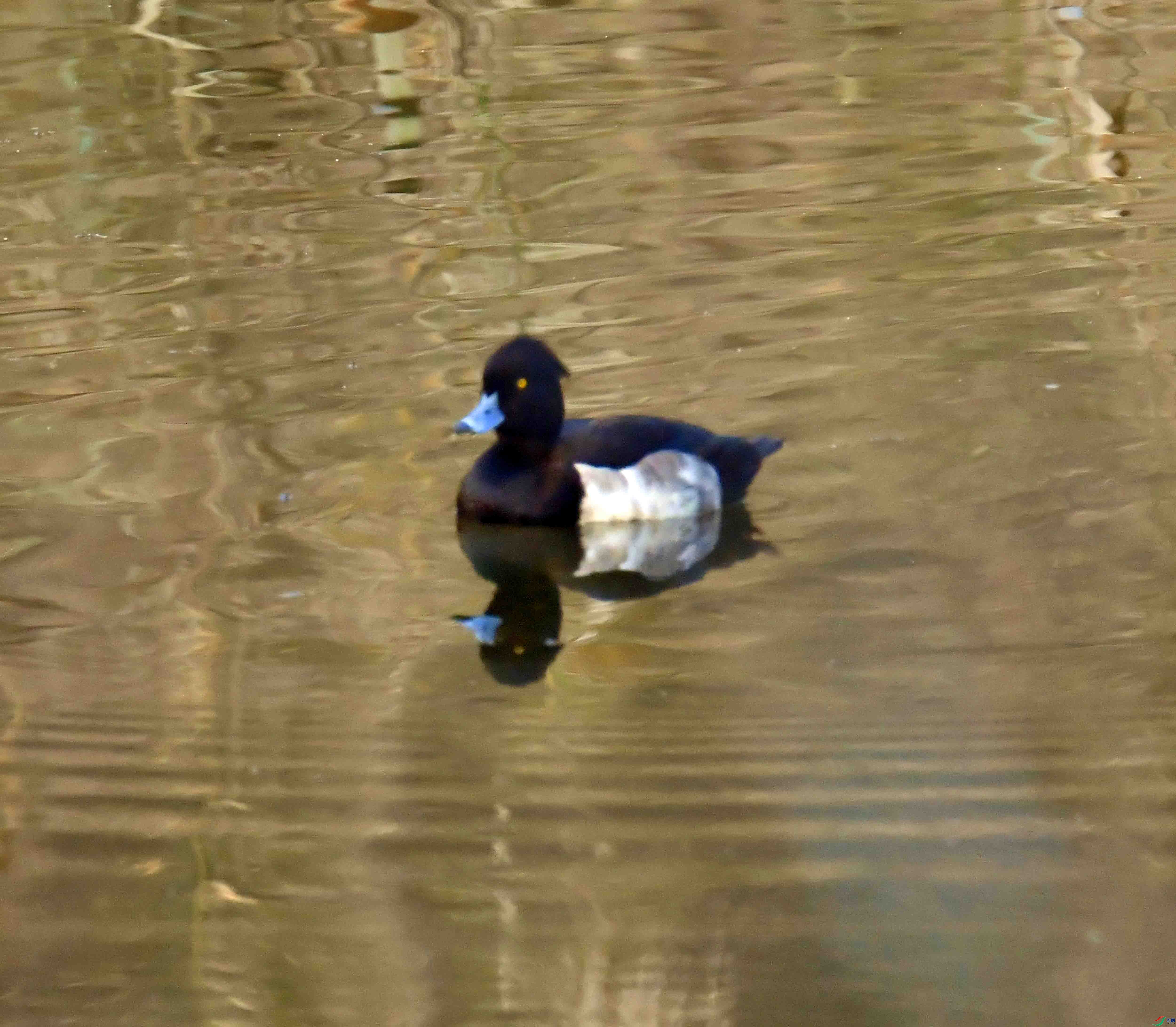 DSC_3681.JPG