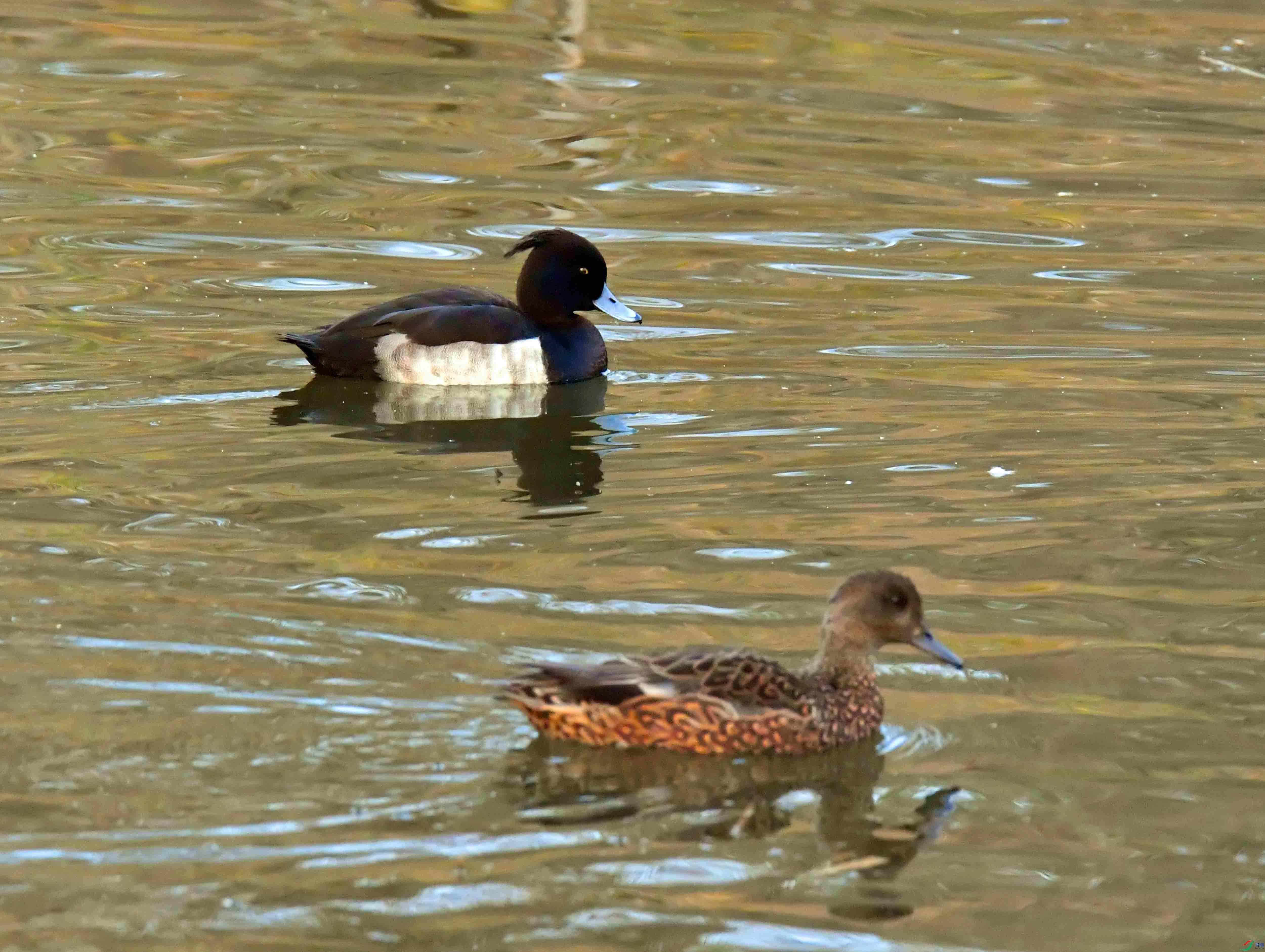 DSC_3766.JPG