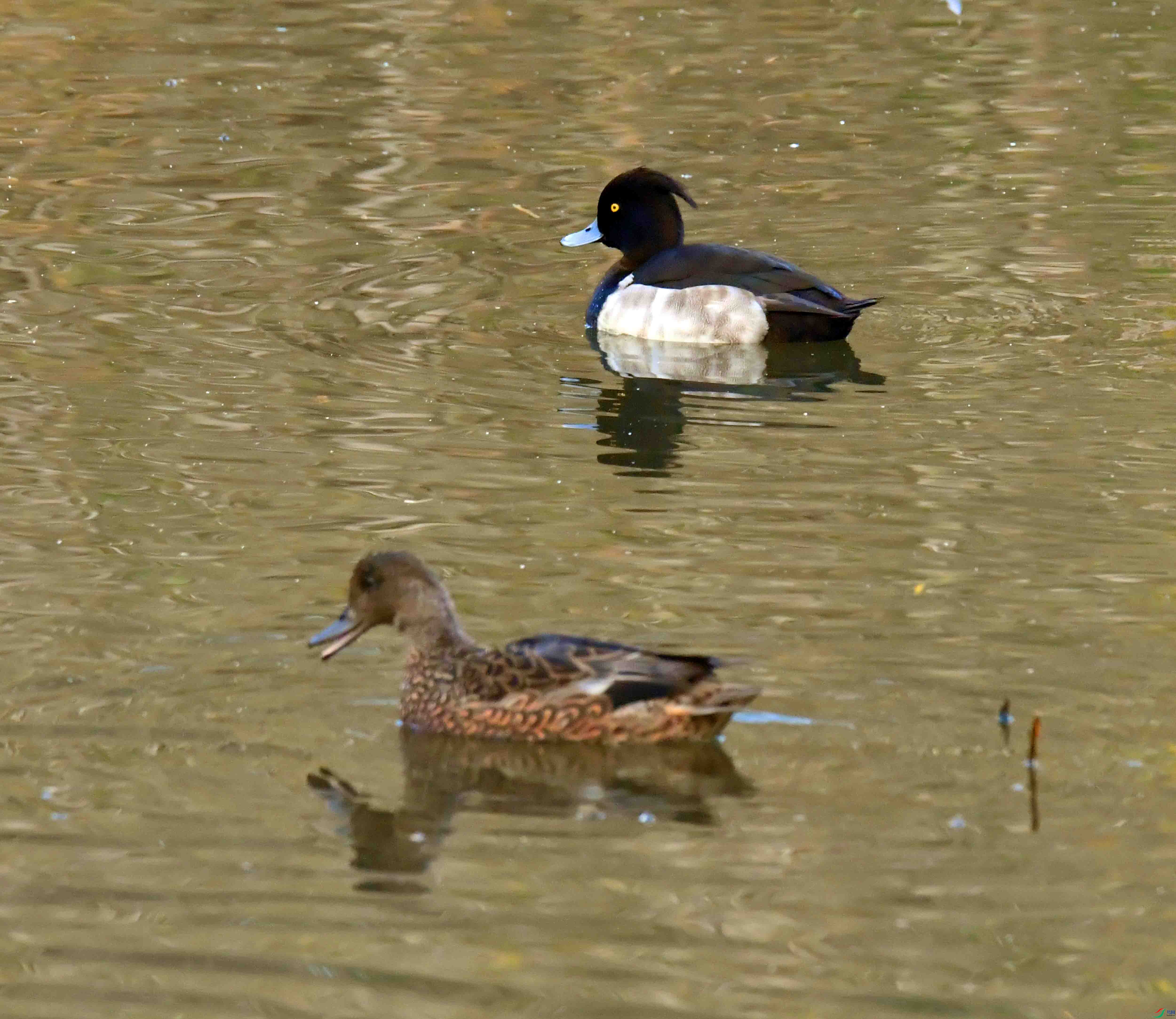 DSC_3774.JPG