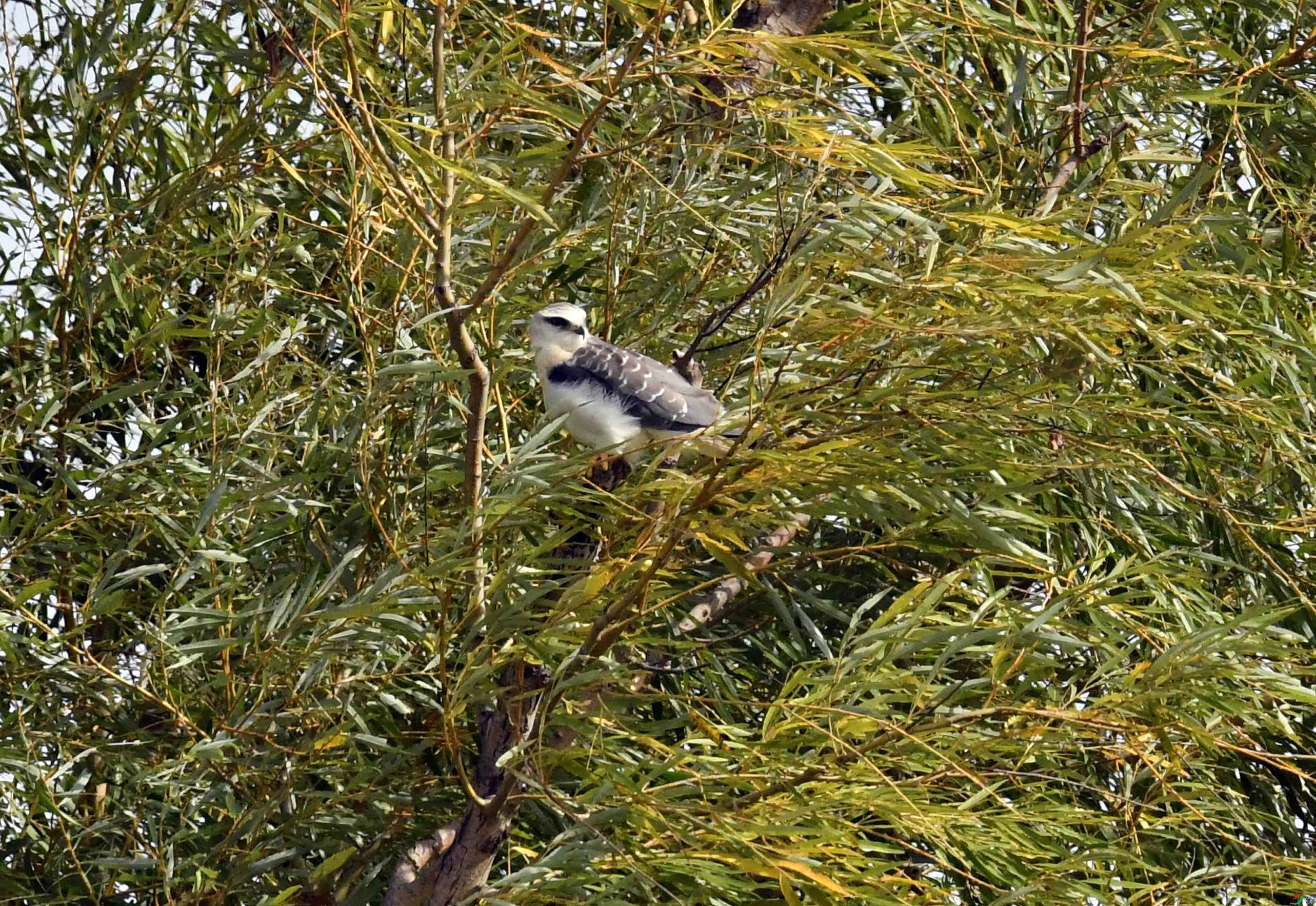 DSC_0894.JPG