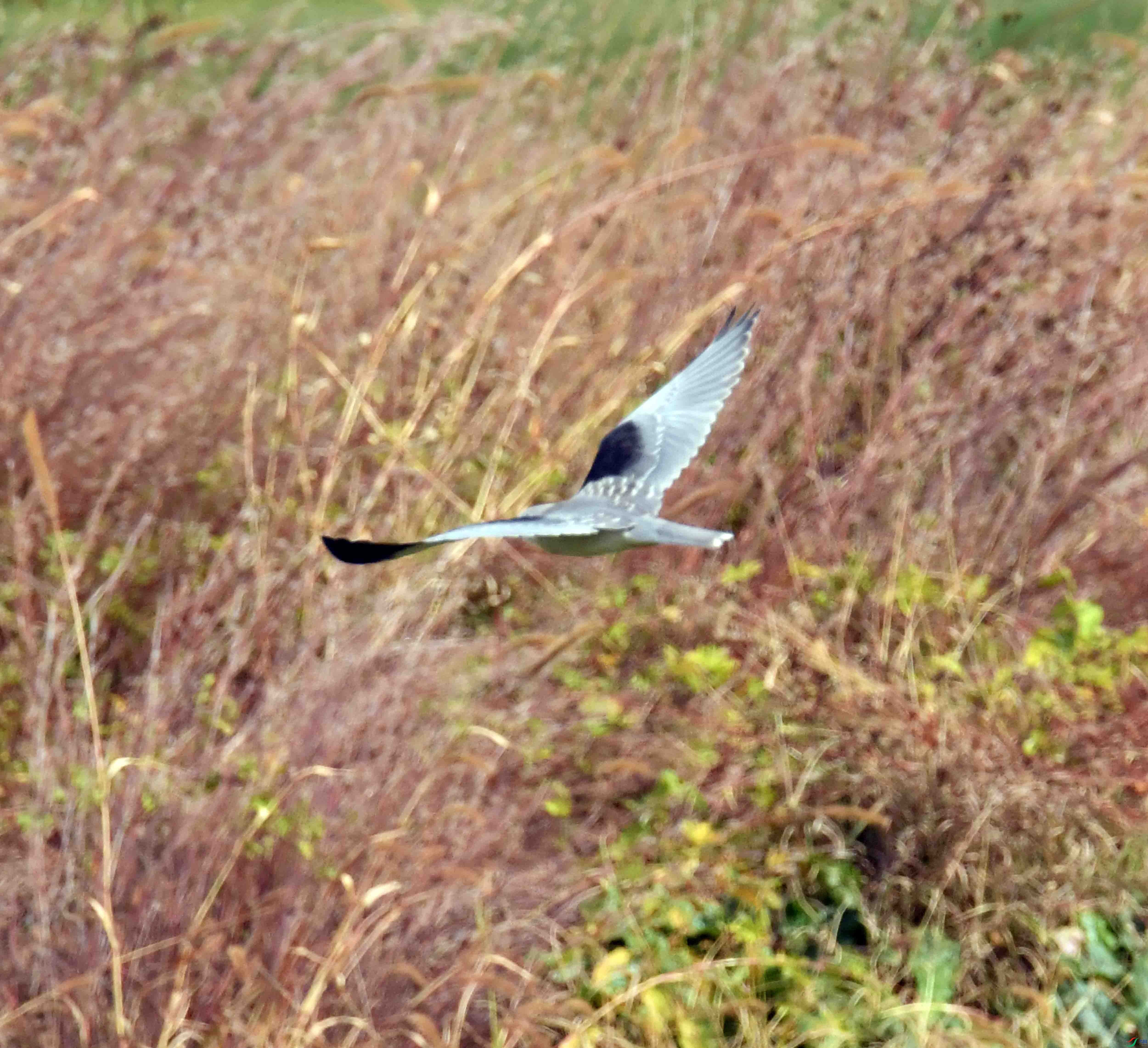 DSC_0930.JPG
