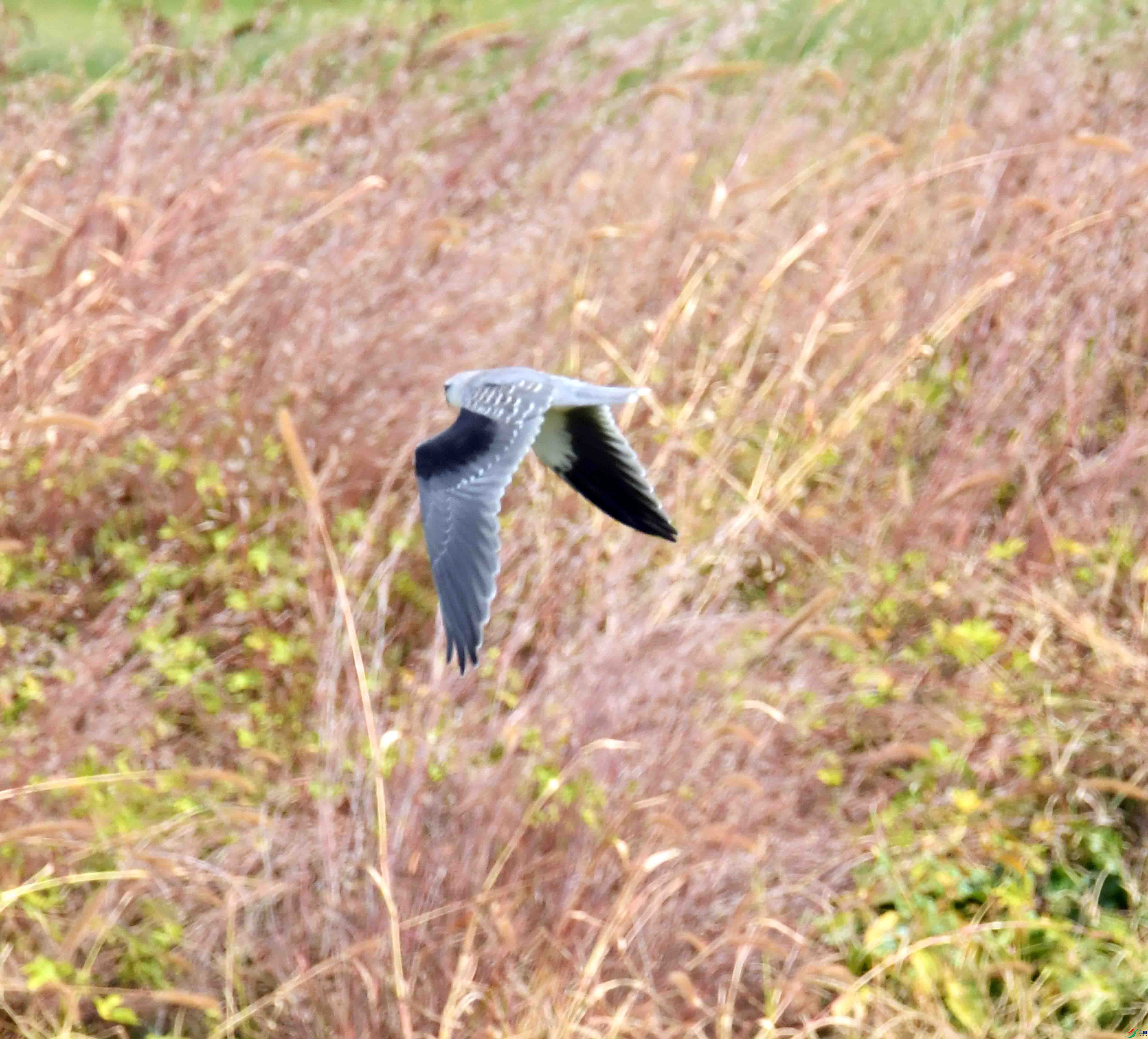 DSC_0931.JPG