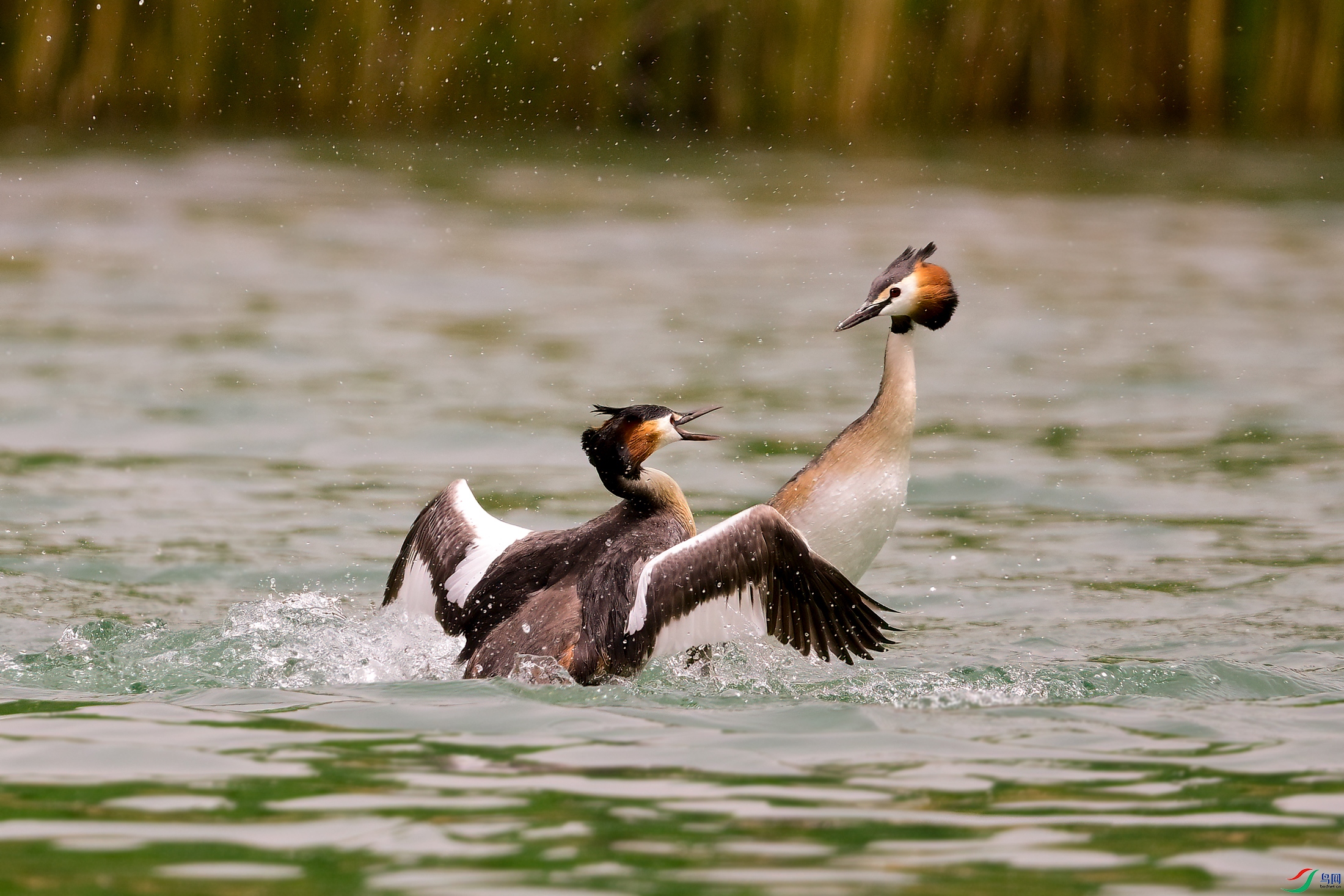 _DSC2445x.jpg