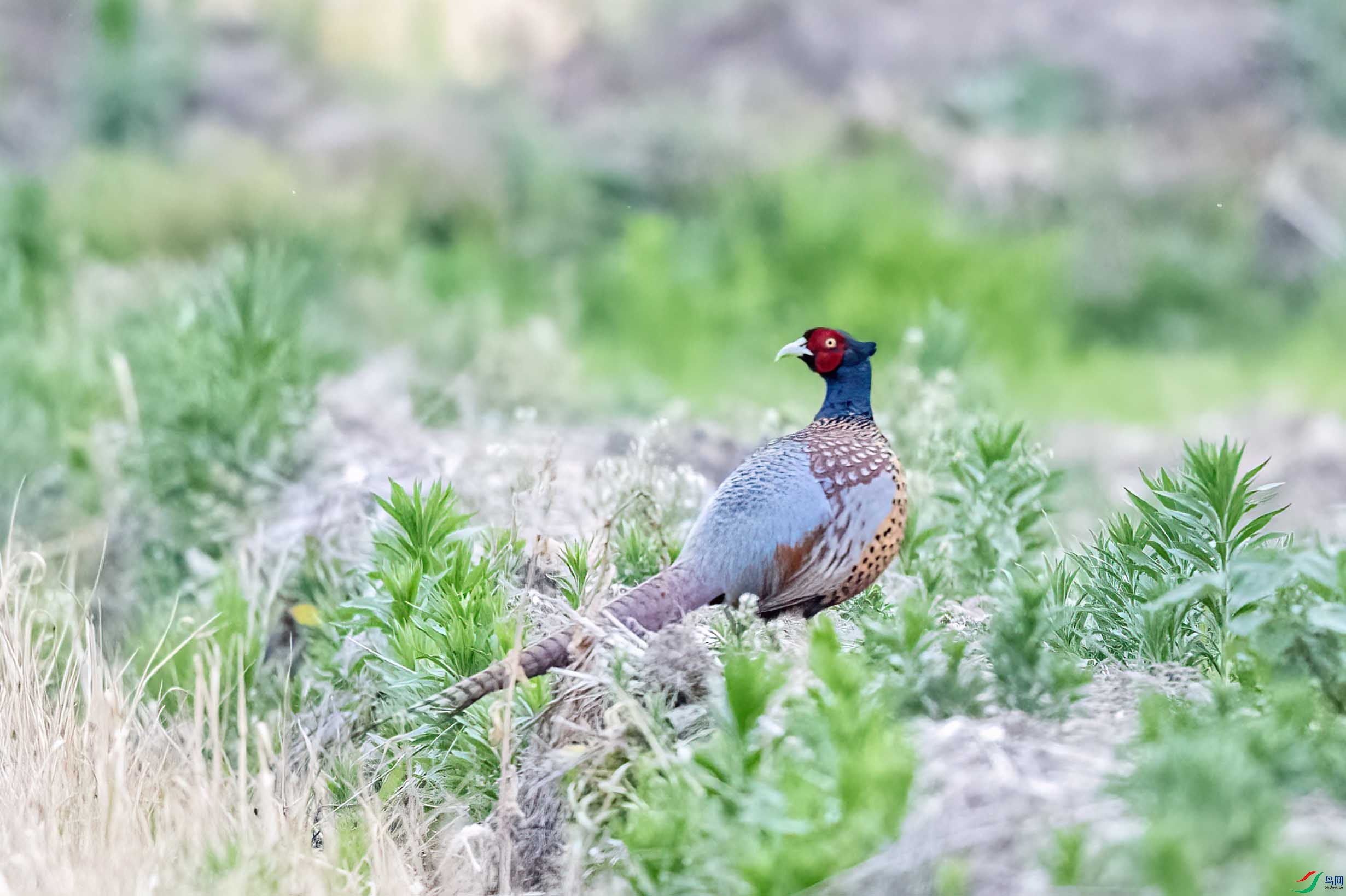 DSC_8394.jpg