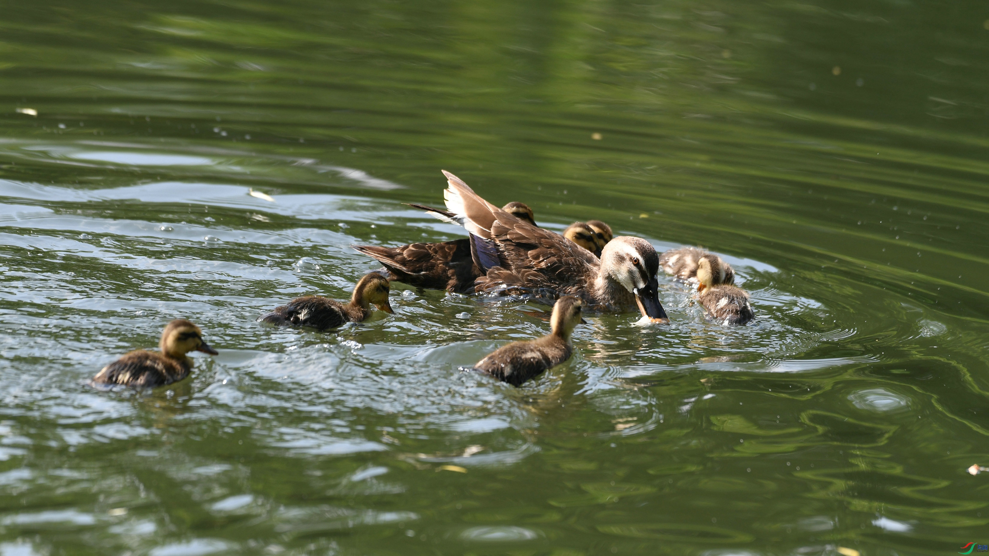DSC_6647.JPG