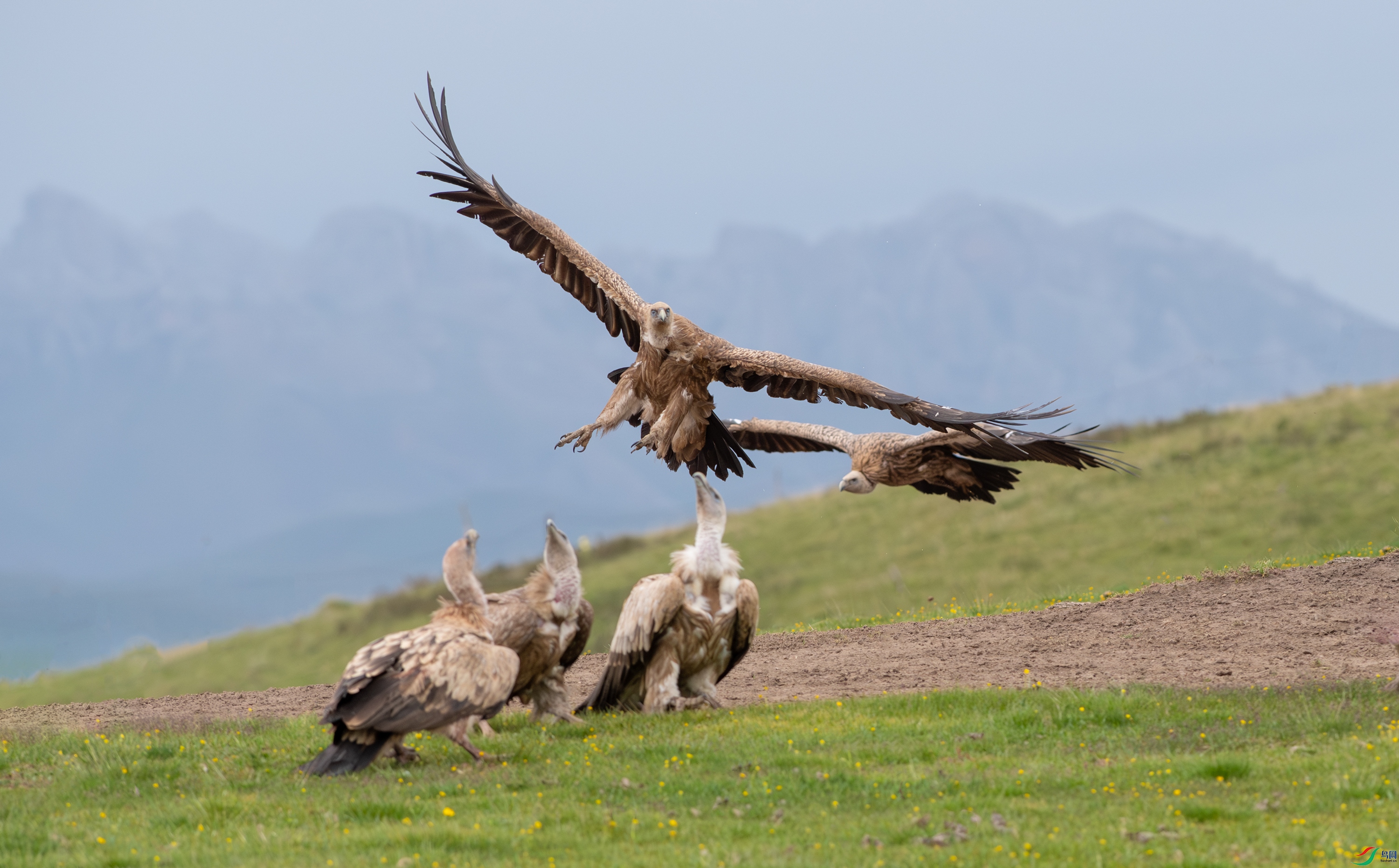 DSC_7597-����ǿ-NR-11.jpg