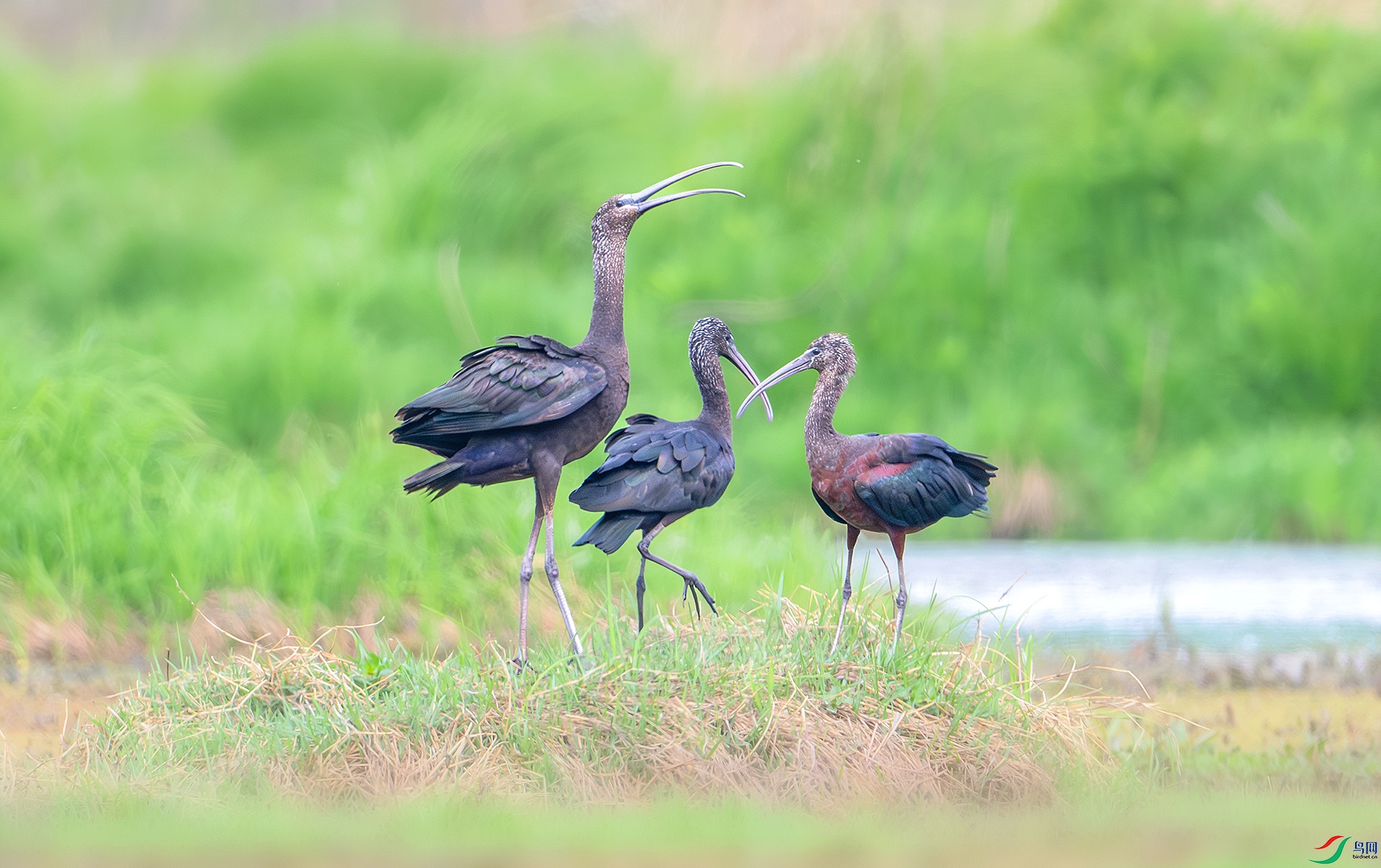 DSC_1896-����ǿ-NR ����x.jpg